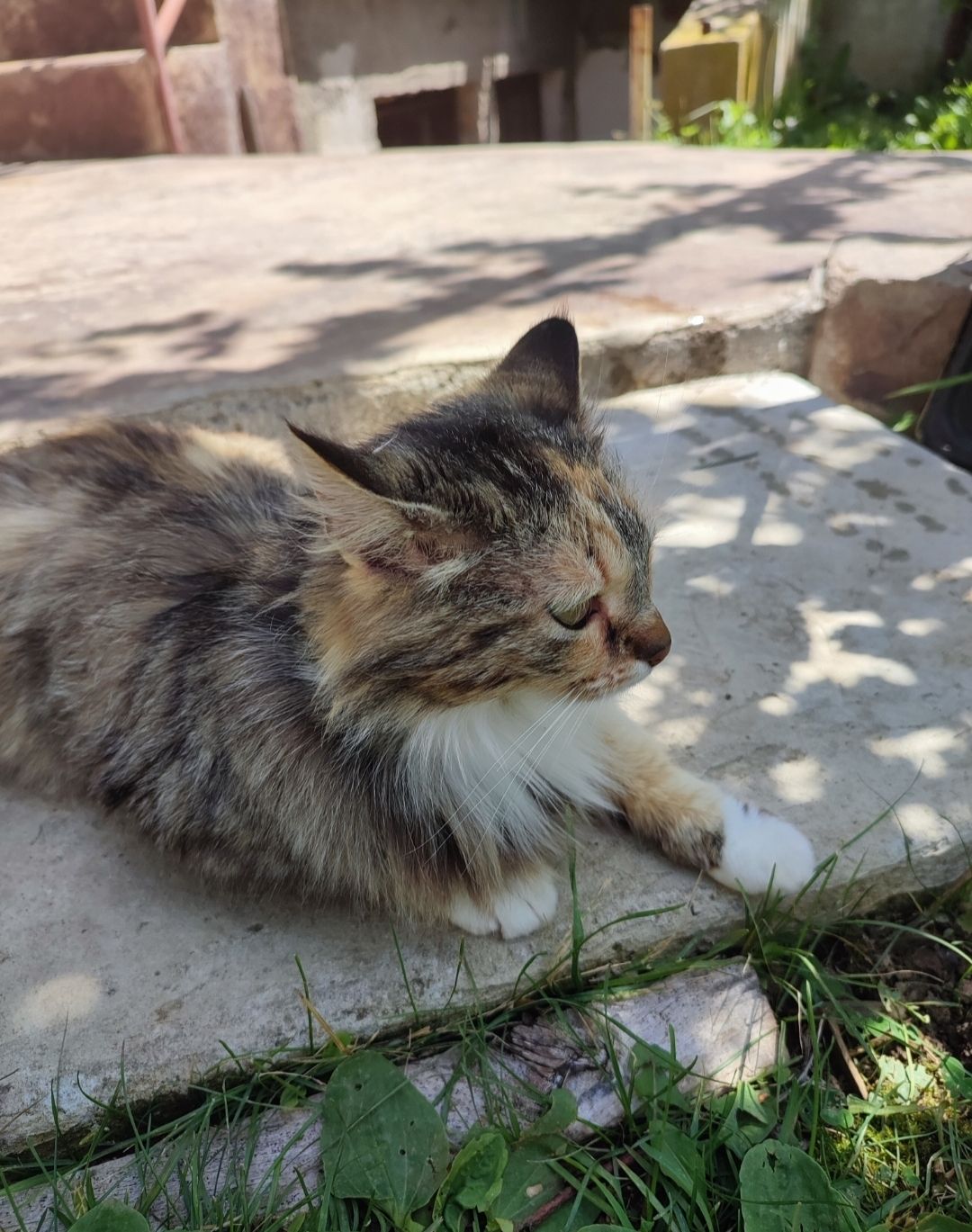 Jenny - автомагистрала Струма, Дяково