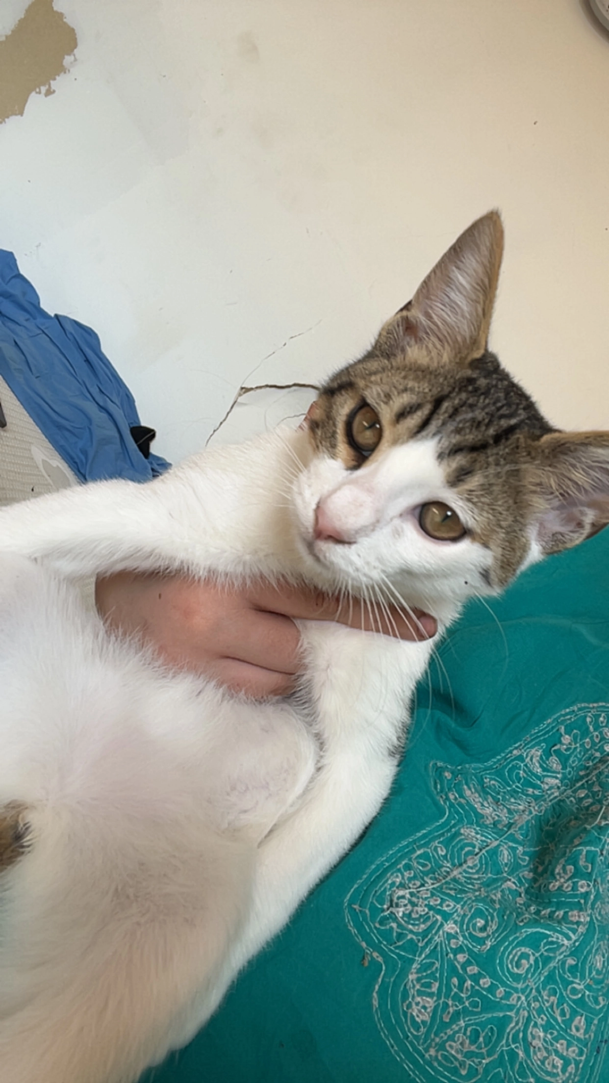 Tsuki - 18 Boulevard Larrat, Marseille