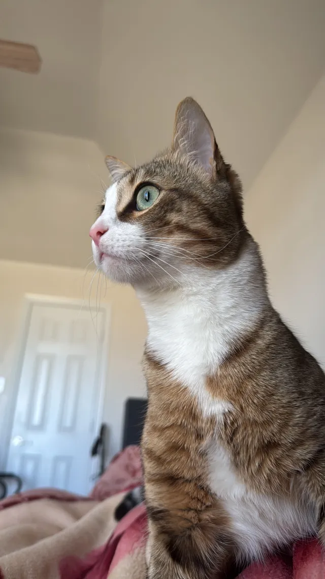 billu - Sugar Valley Road, Murphy