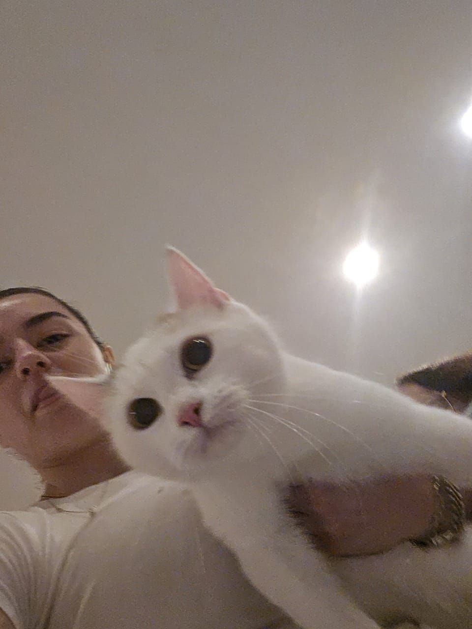 Shelley - Dankó Utca, Budapest