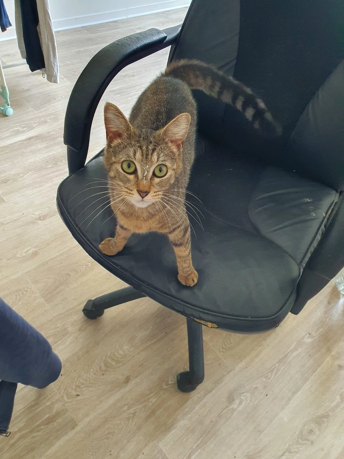 Houdini - Rue du Colonel Fabien, Aytré