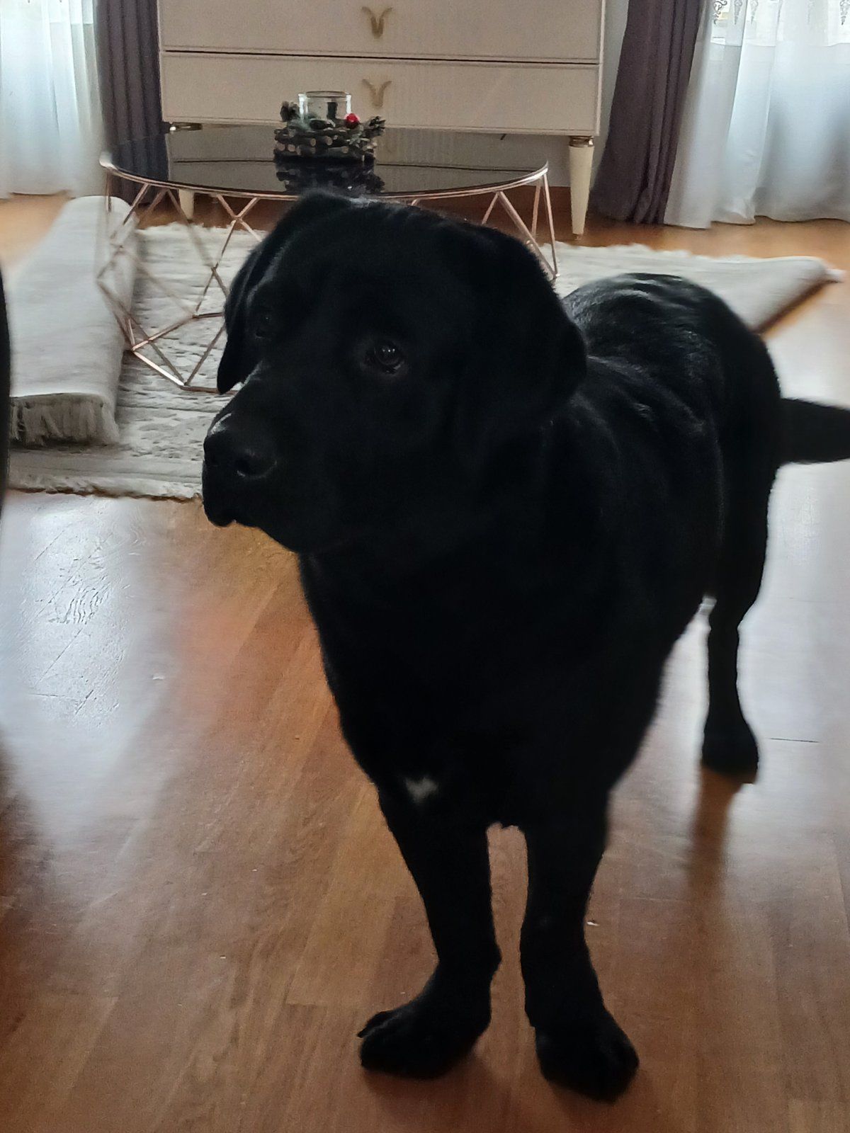 Oscar  - 8 Impasse de Cocatrix, Étréchy