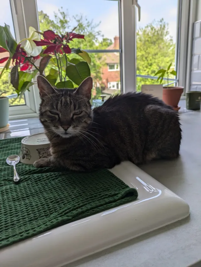 Milka since yesterday 8 pm - KT6 5, Surbiton