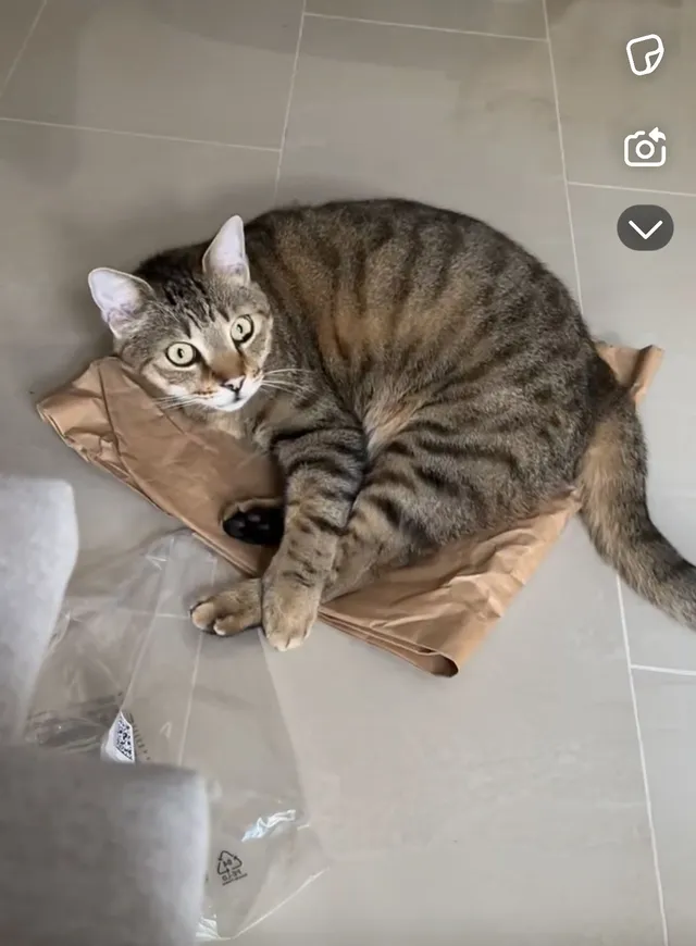 Simba - Parkside, Coral Springs