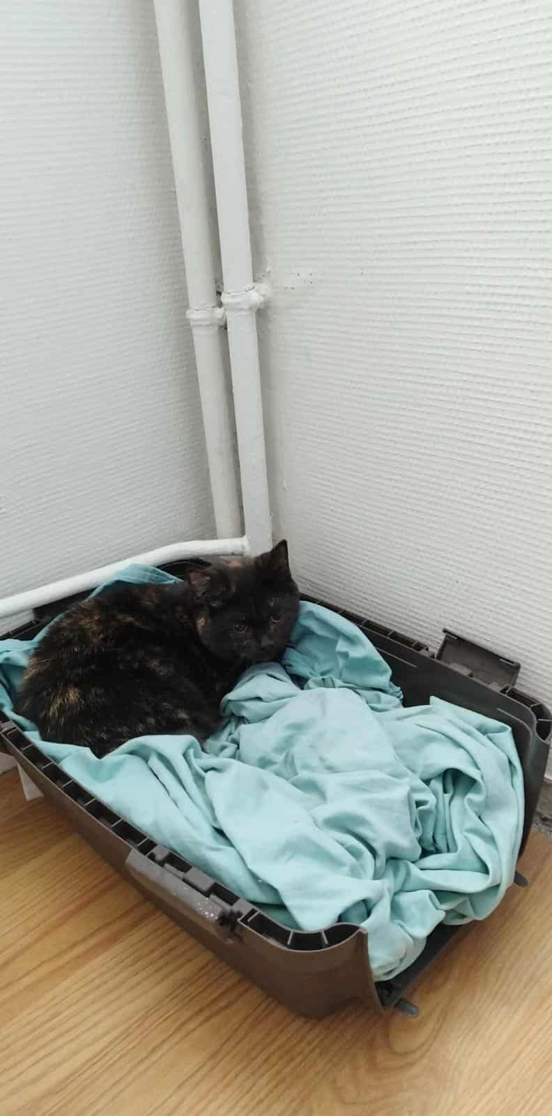 Minette  - 11 Rue de Mones del Pujol, Muret