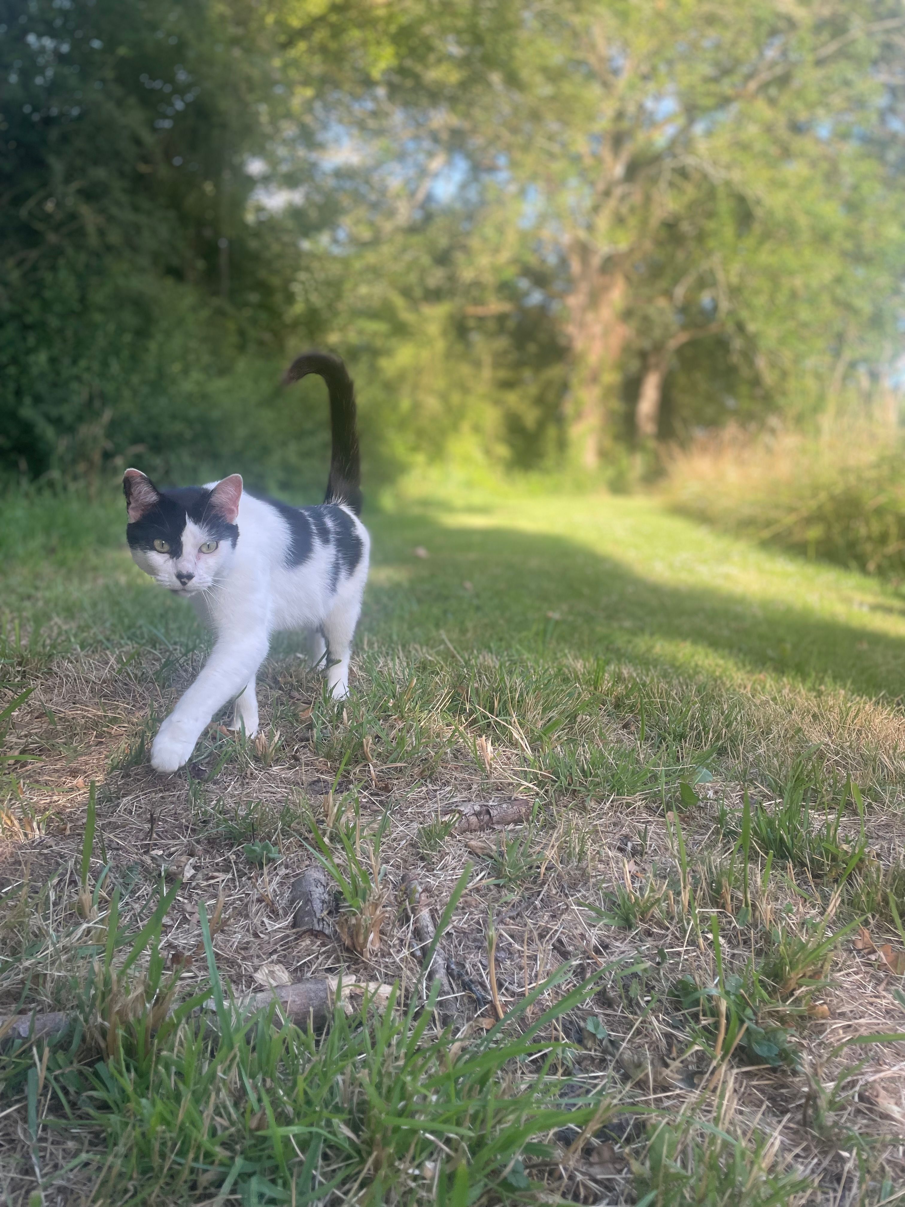 Simba - La Métairie de la Née, Saint-Marcel