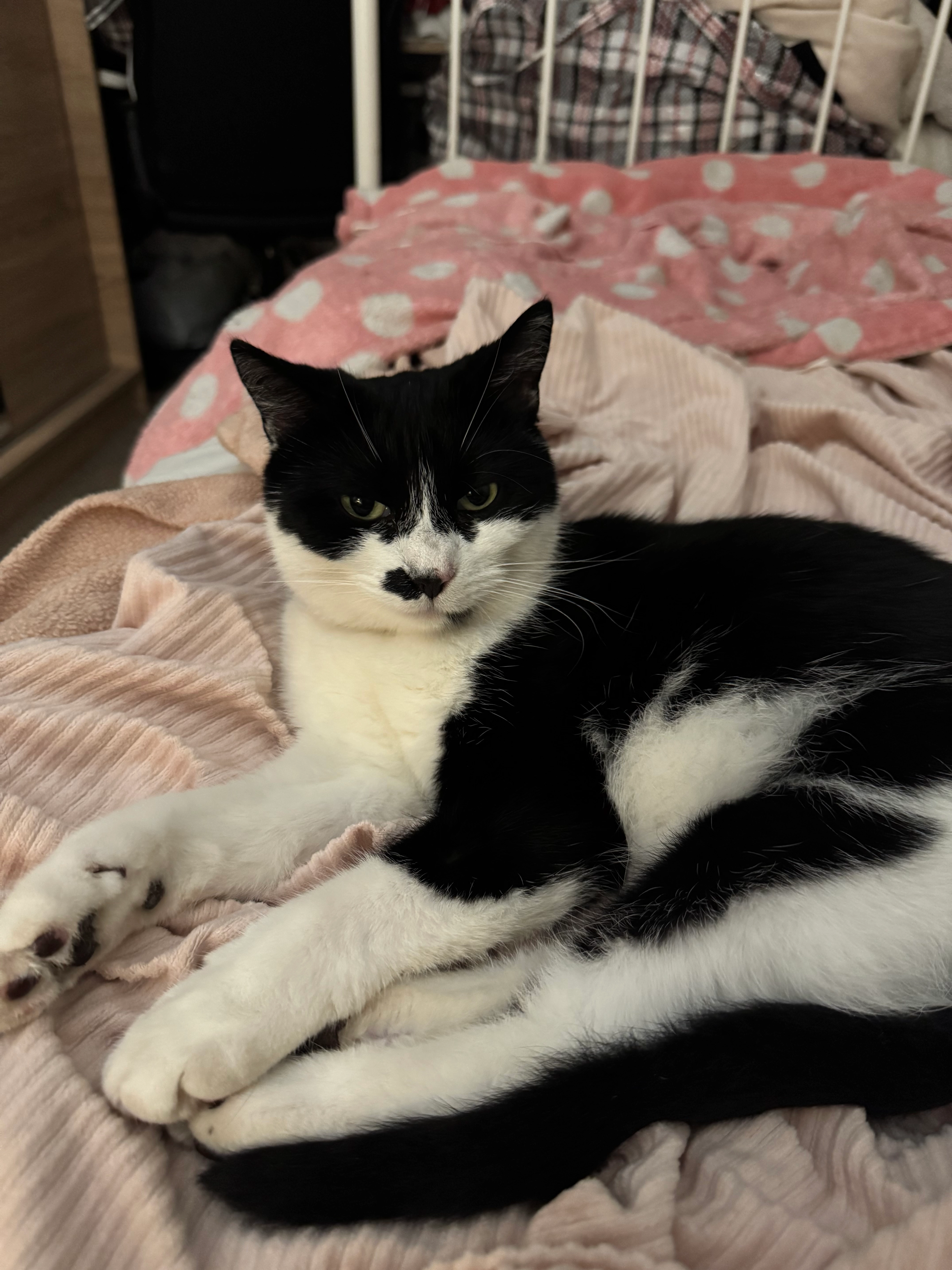 Pepper - Nicholson Road, Croydon