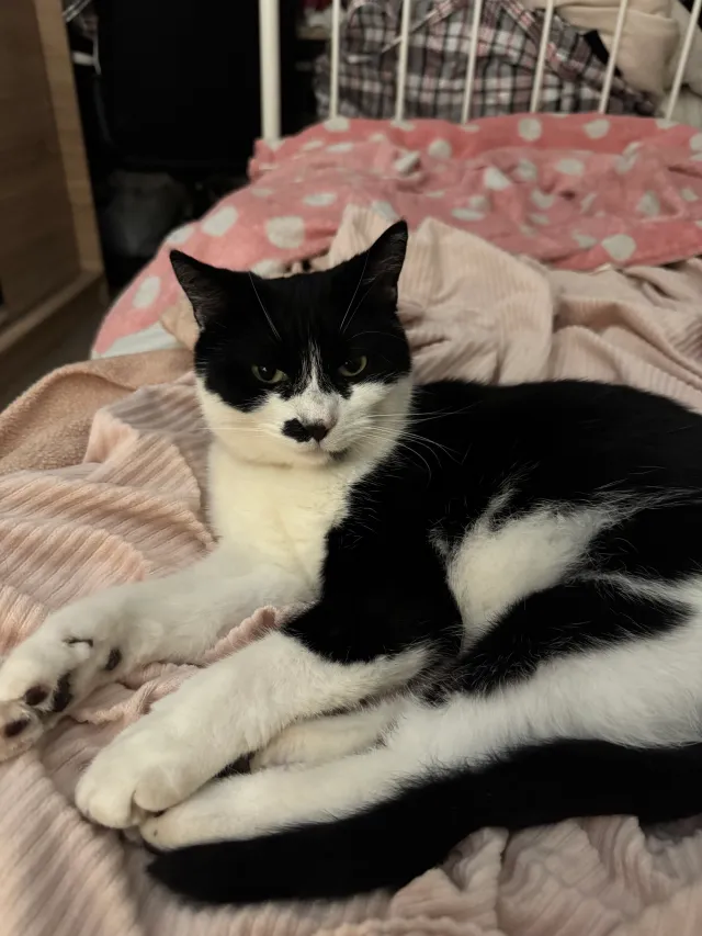 Pepper - Nicholson Road, Croydon
