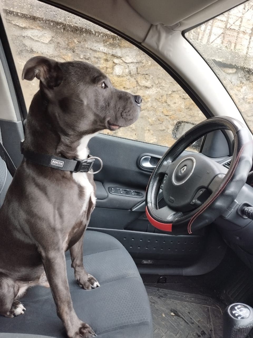 Dachin (chin) - 32 Rue des Jonquilles, Draveil