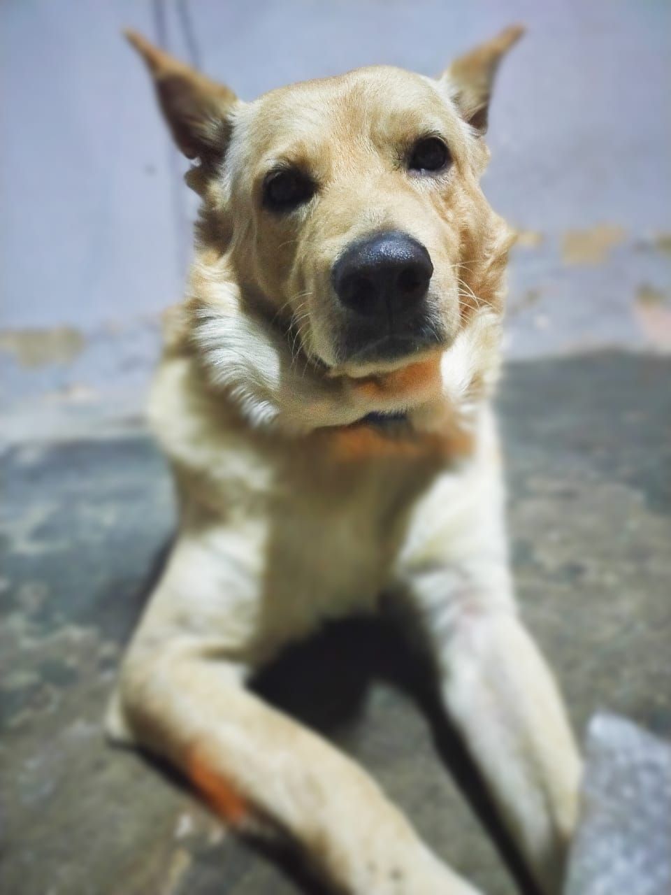 Rocky  - 44000, Kuala Kubu Baru