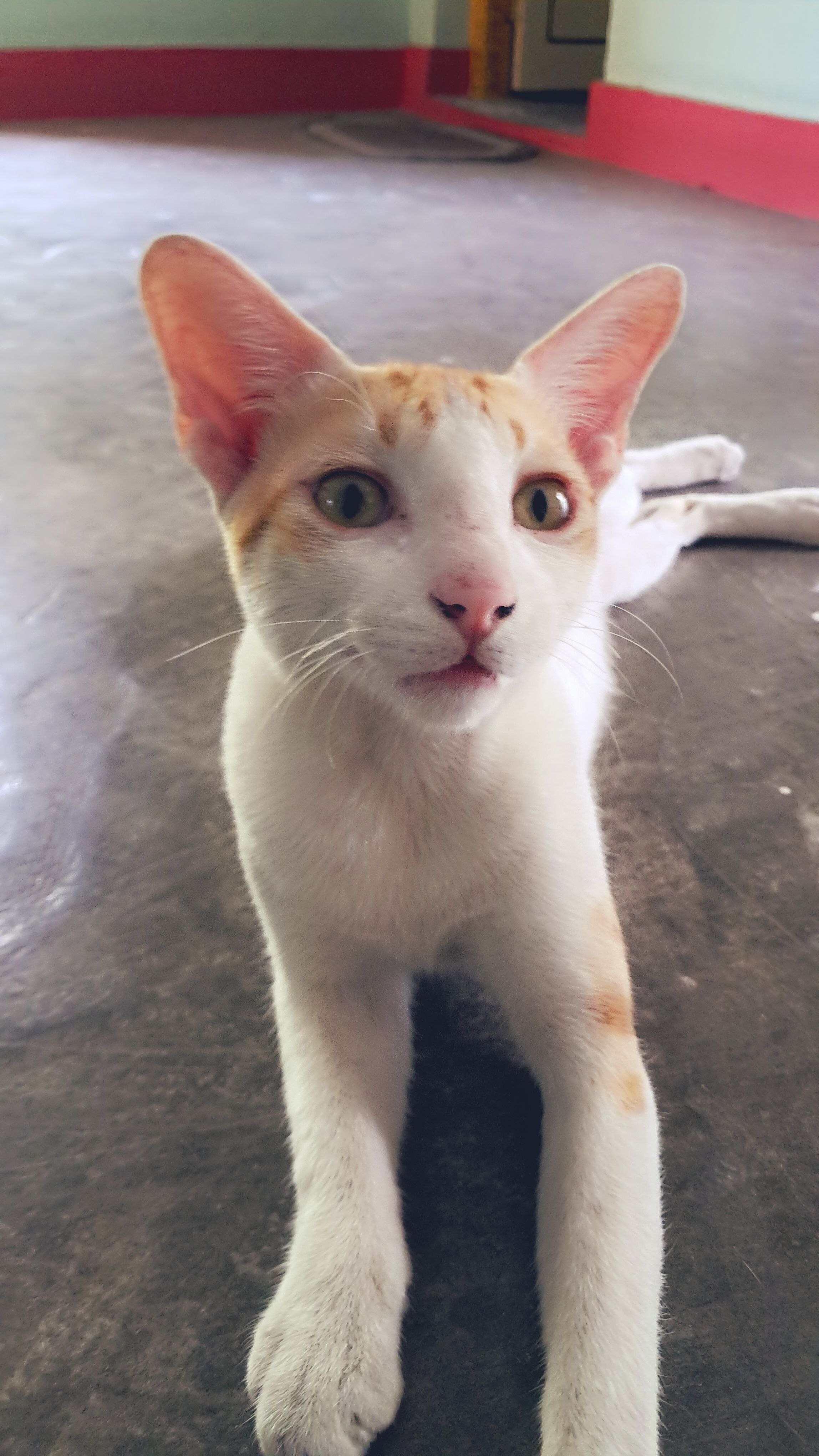 Dattu - Mahathi Public School Visakhapatnam Purushottapuram area, Visakhapatnam