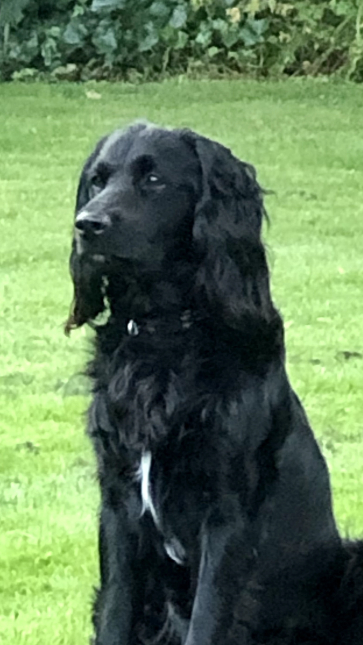 Goofy - Swinsedreef, Rockanje