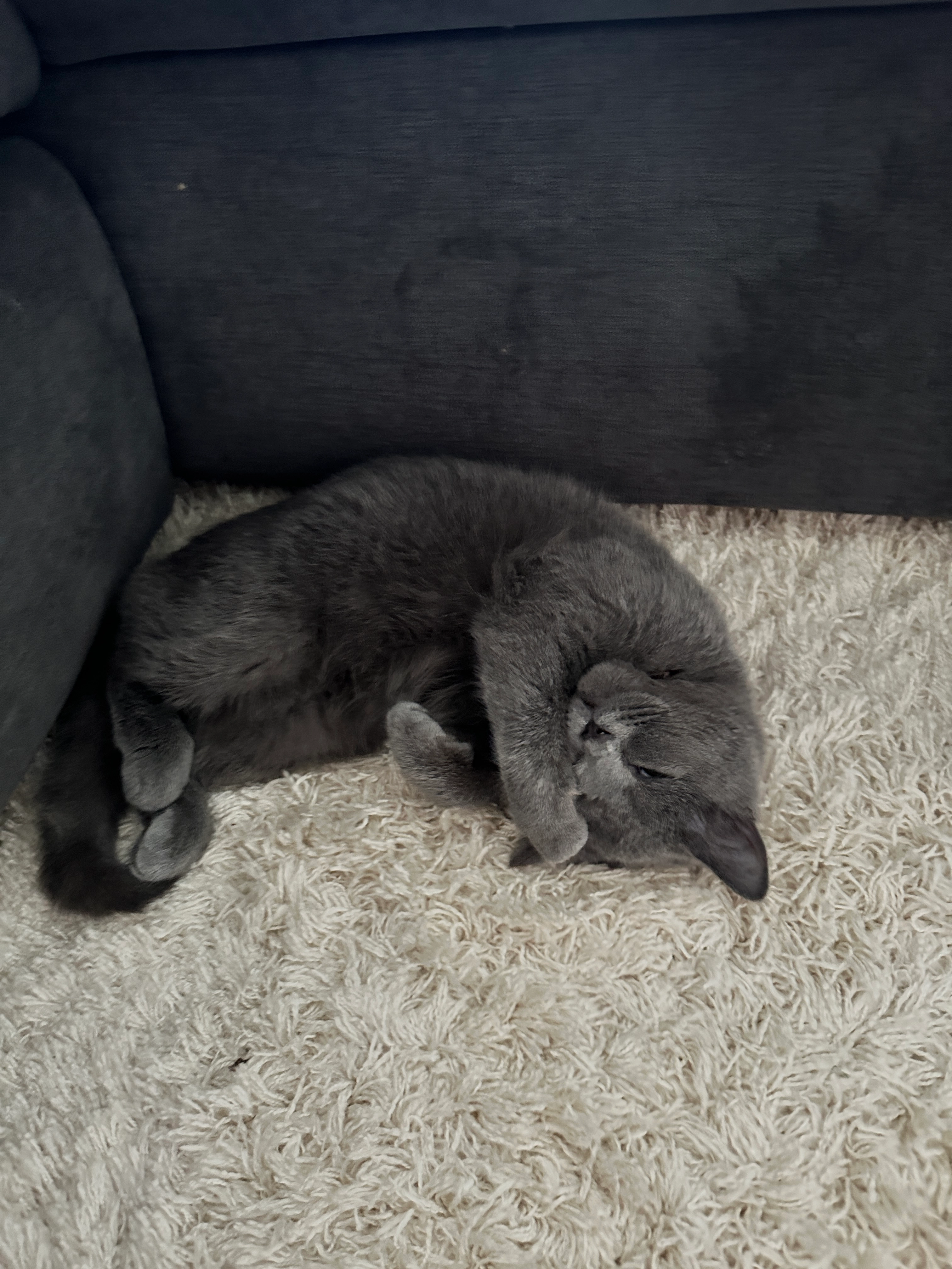 Thomas - Vagelredder, Bälau