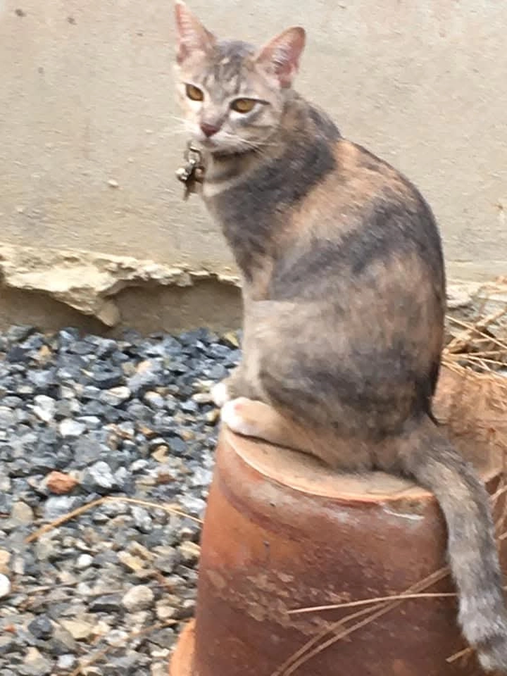 Pepper - Ban Phang Yoi Soi 11, Saraphi
