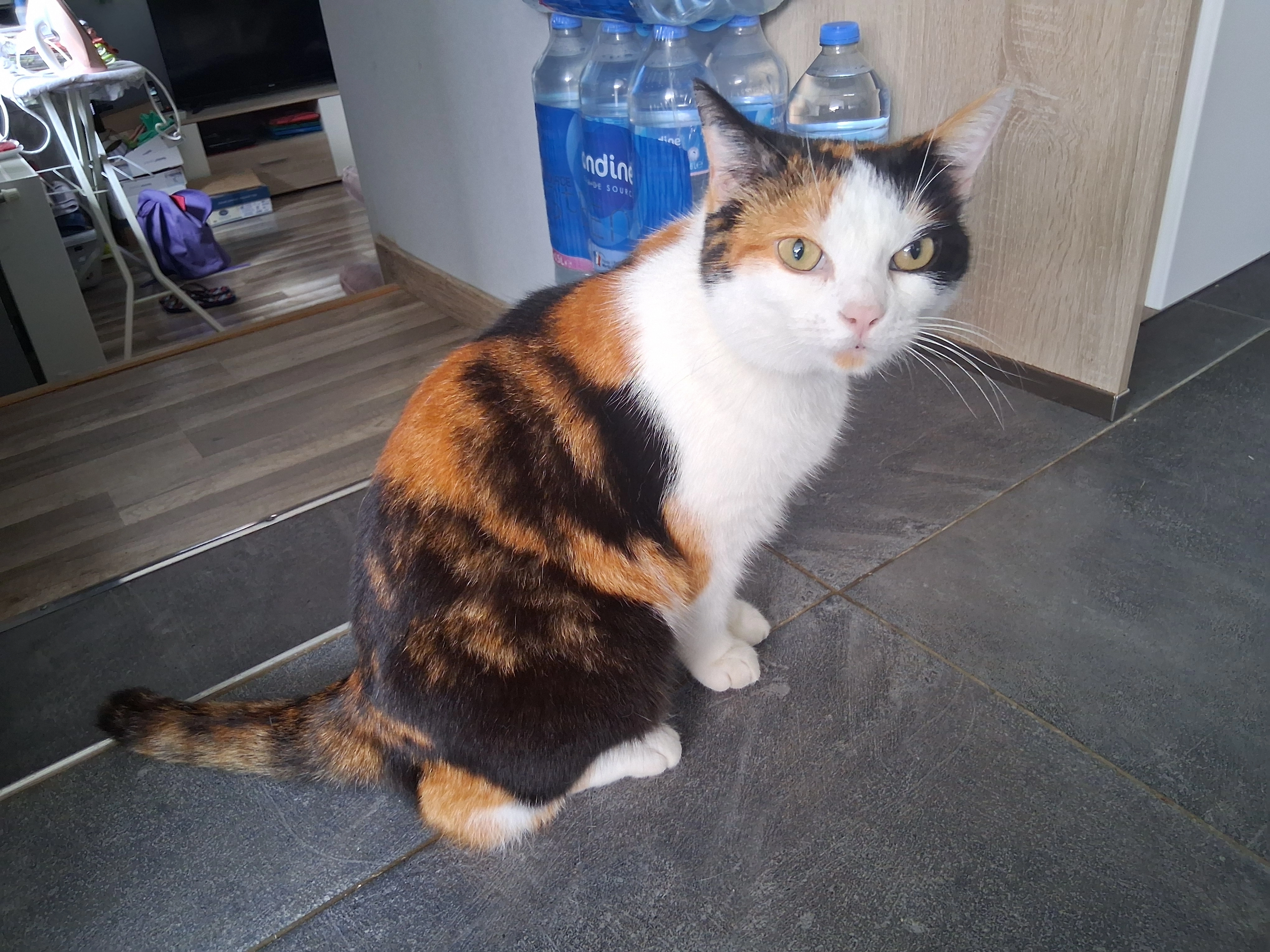 Féline  - Rue De Gerbevillers, Audincourt