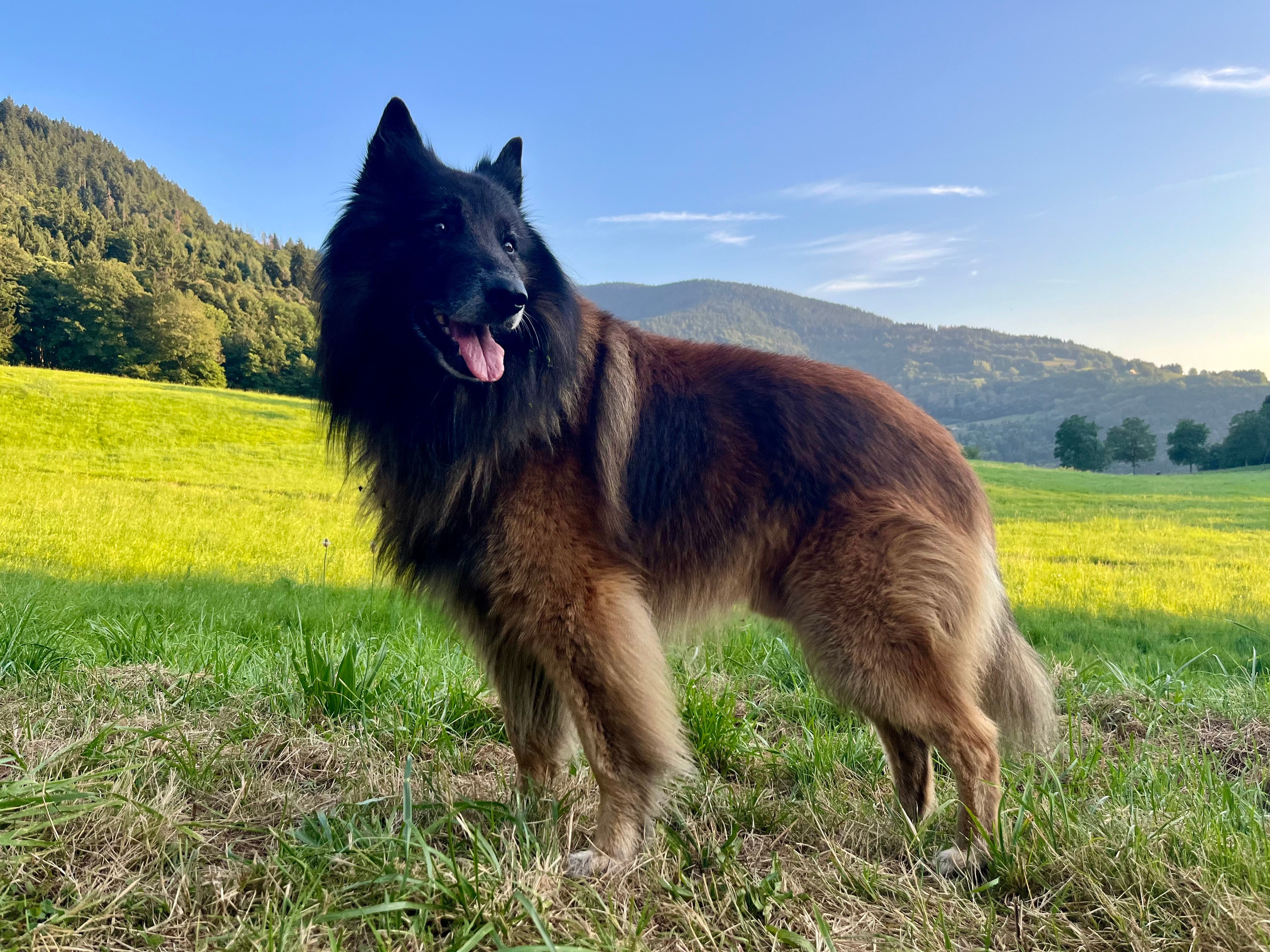 Max - Route Du Molliet, Arvillard