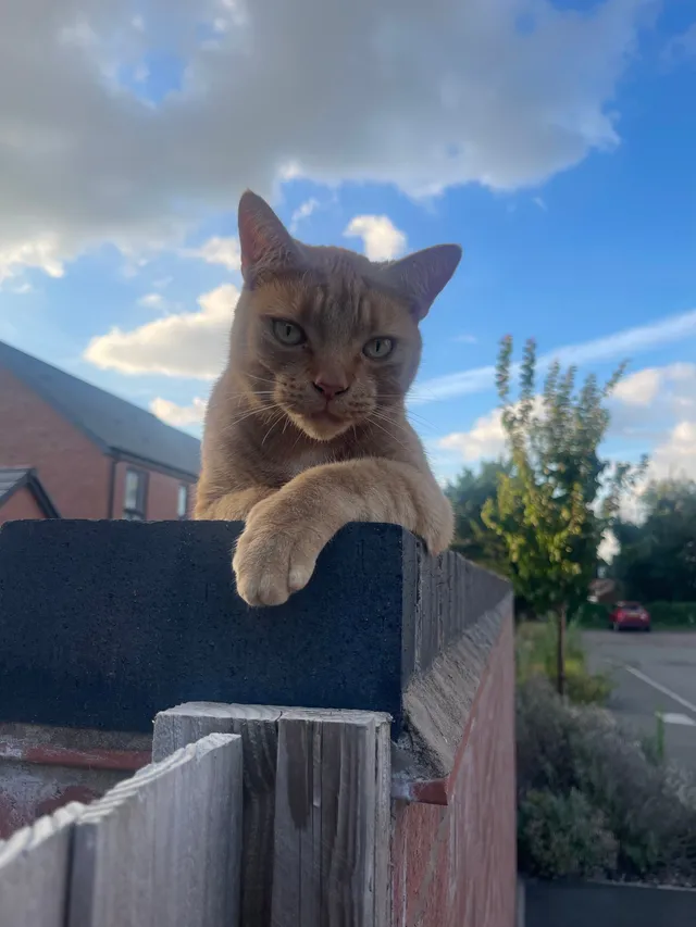 Rupert - Isambard Close, Royal Leamington Spa