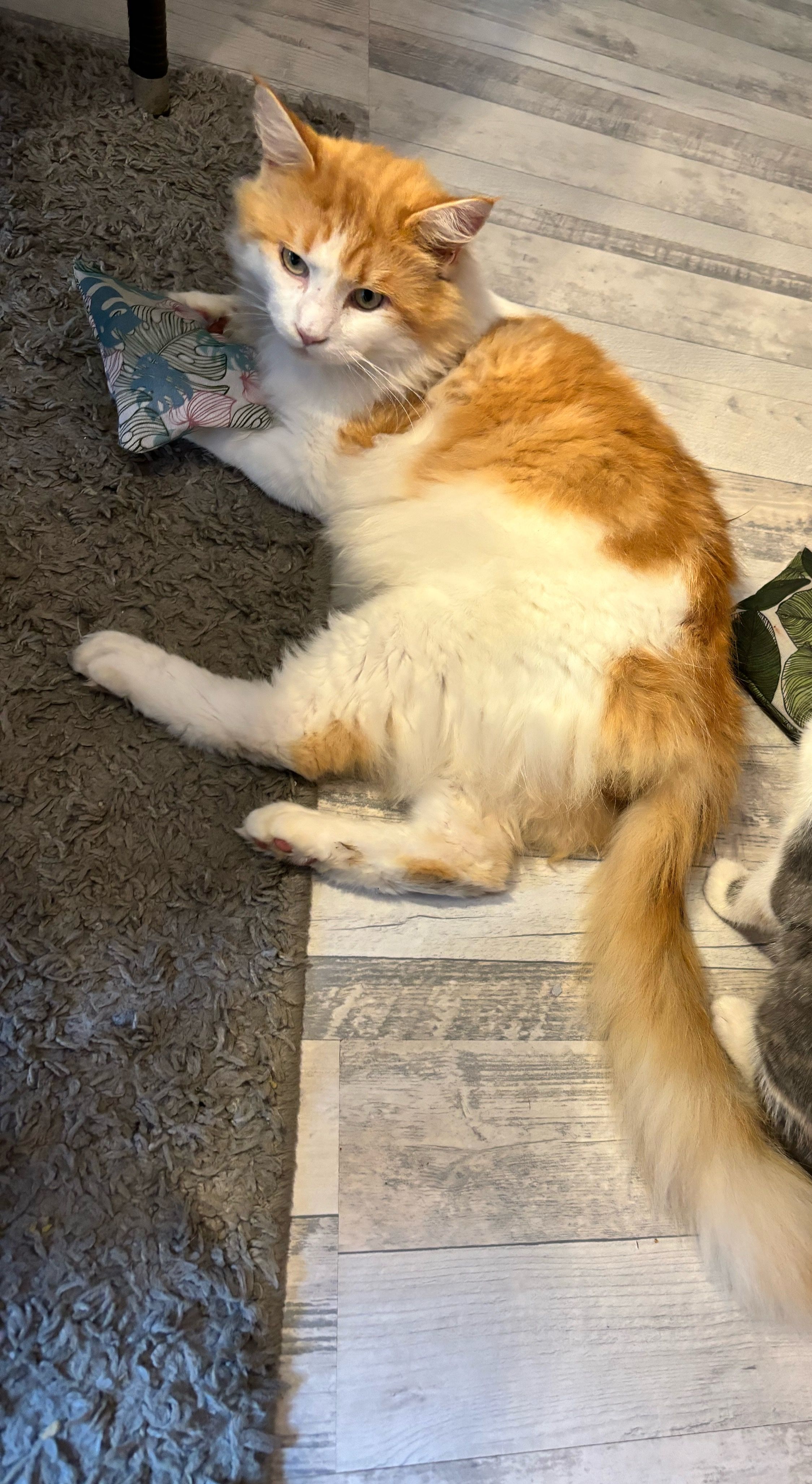 Simba - Godfried-Bueren-Straße, Emden