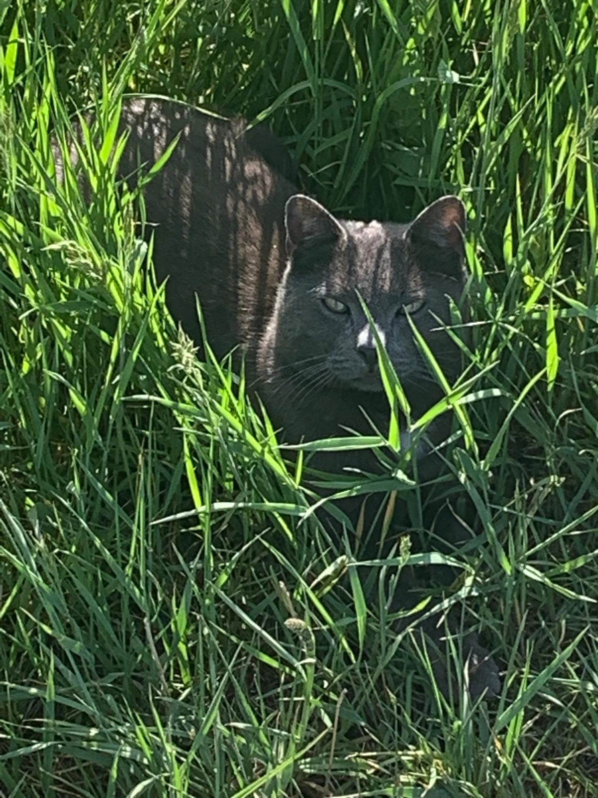 Rambo - Eilânswei 14 Oosterbierum, Friesland