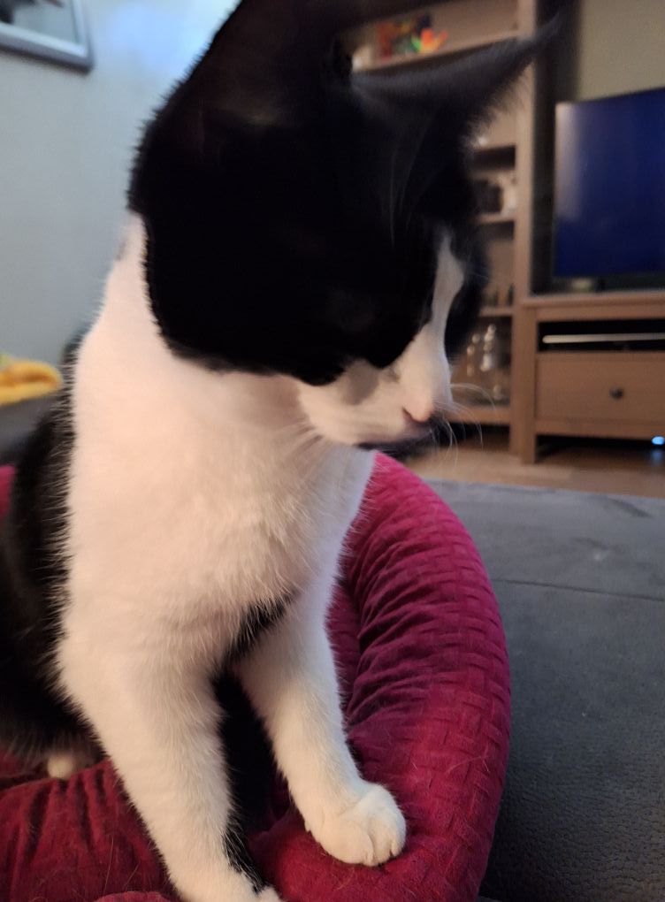 Phoebe - Bürgermeister-Esders-Straße, Haren