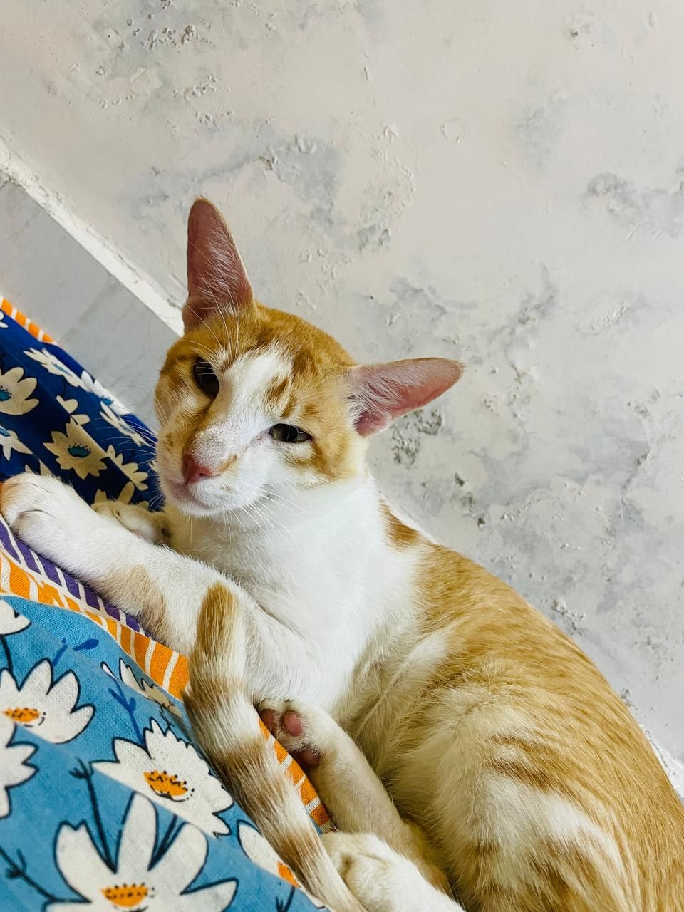 Tillu - Shastri Nagar Road, Kothrud