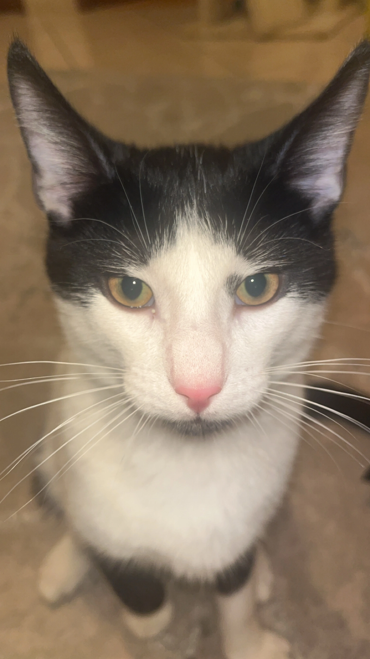 SIMBA - 26 Rue Marie Noël, Longvic