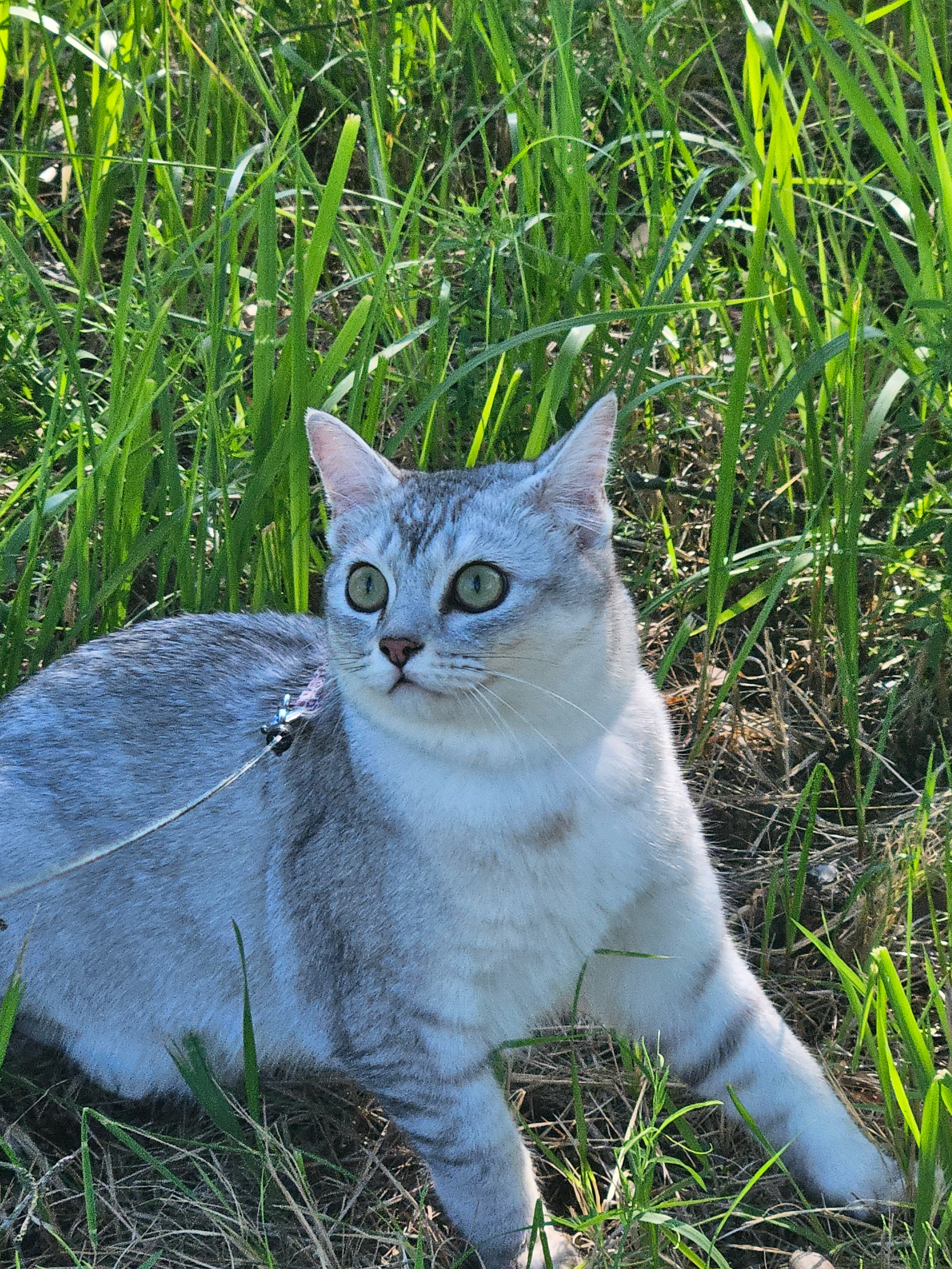 Mako - Nissaksentie, Vantaa