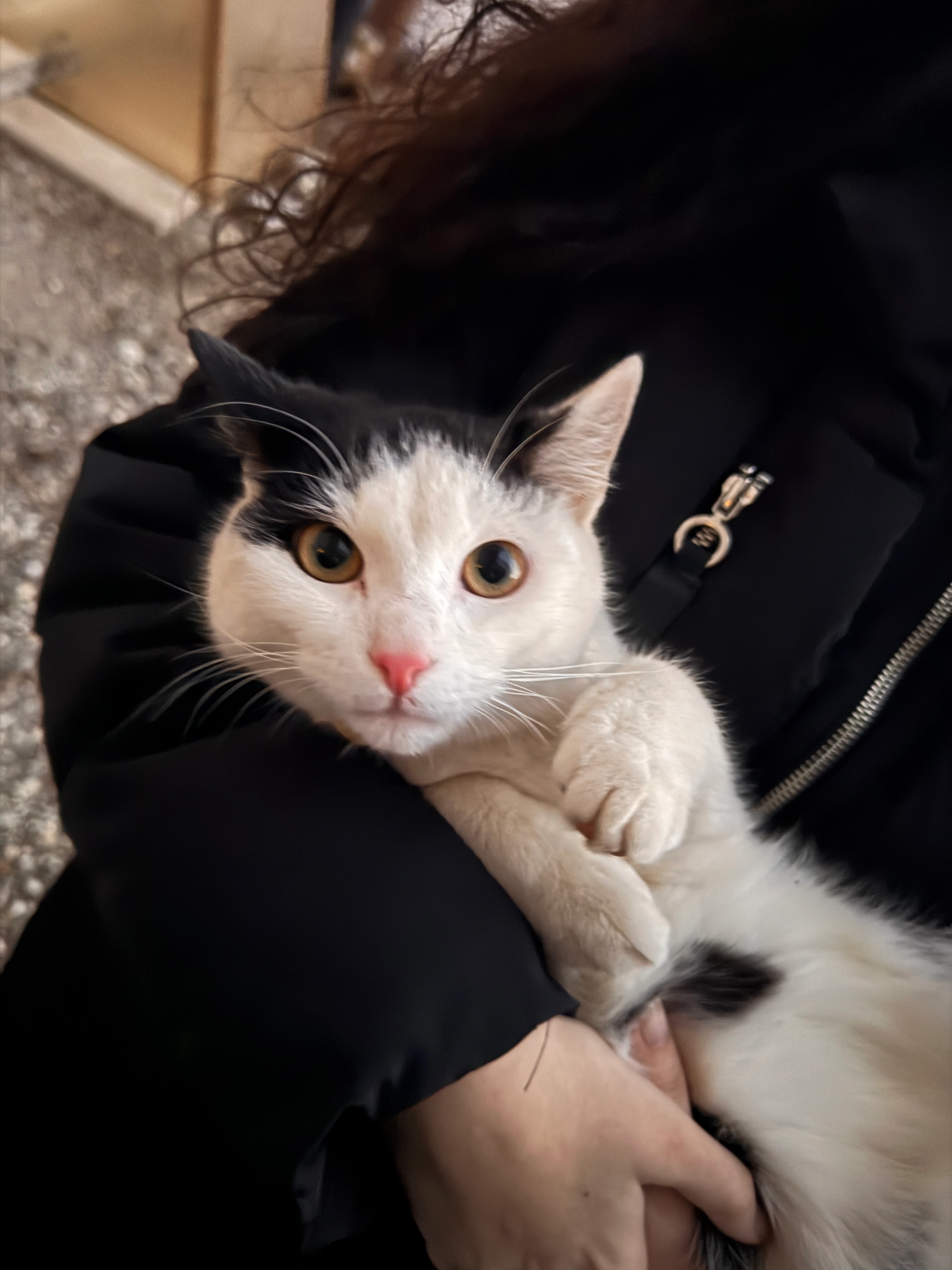 Felix - L1249, Bachmanning