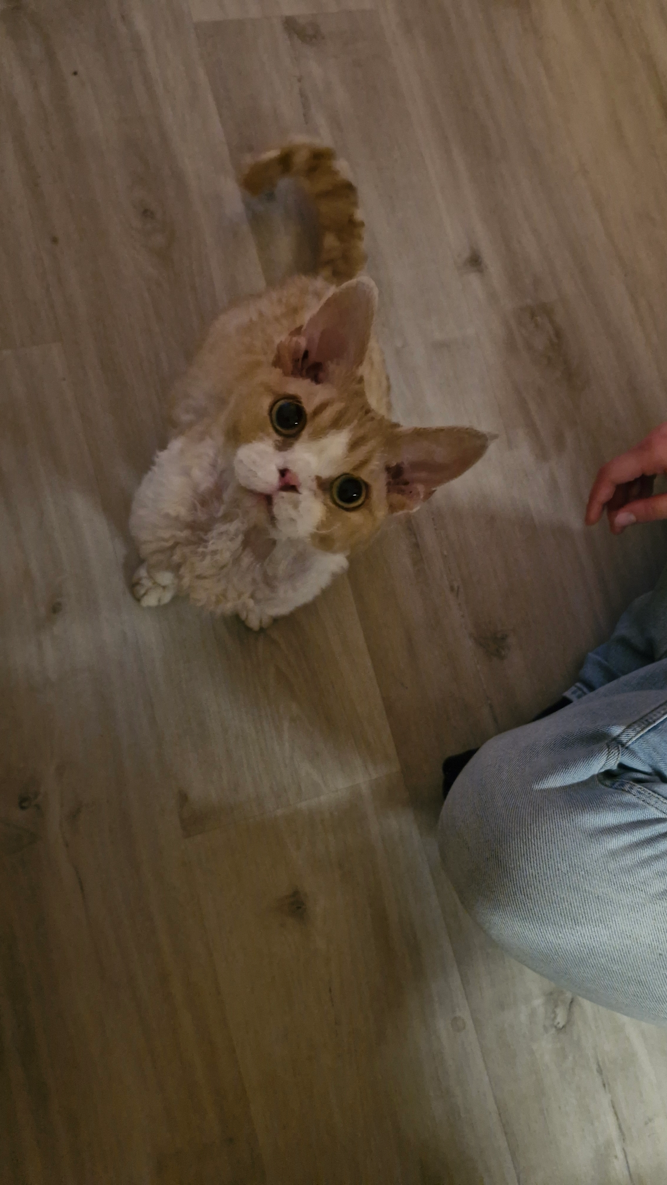 Jack - Am Mühlrain, Lörrach