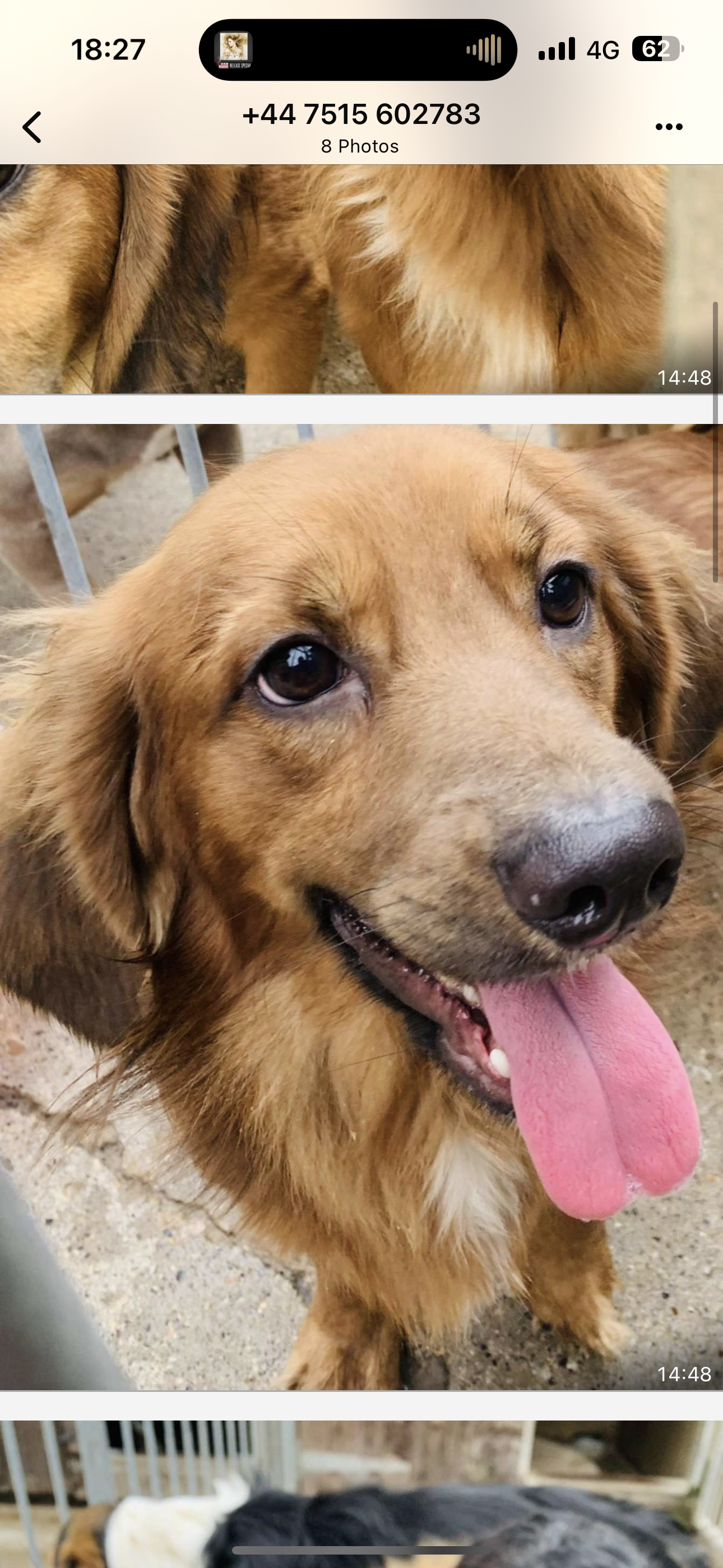 Ted - Highfield Road, Widnes