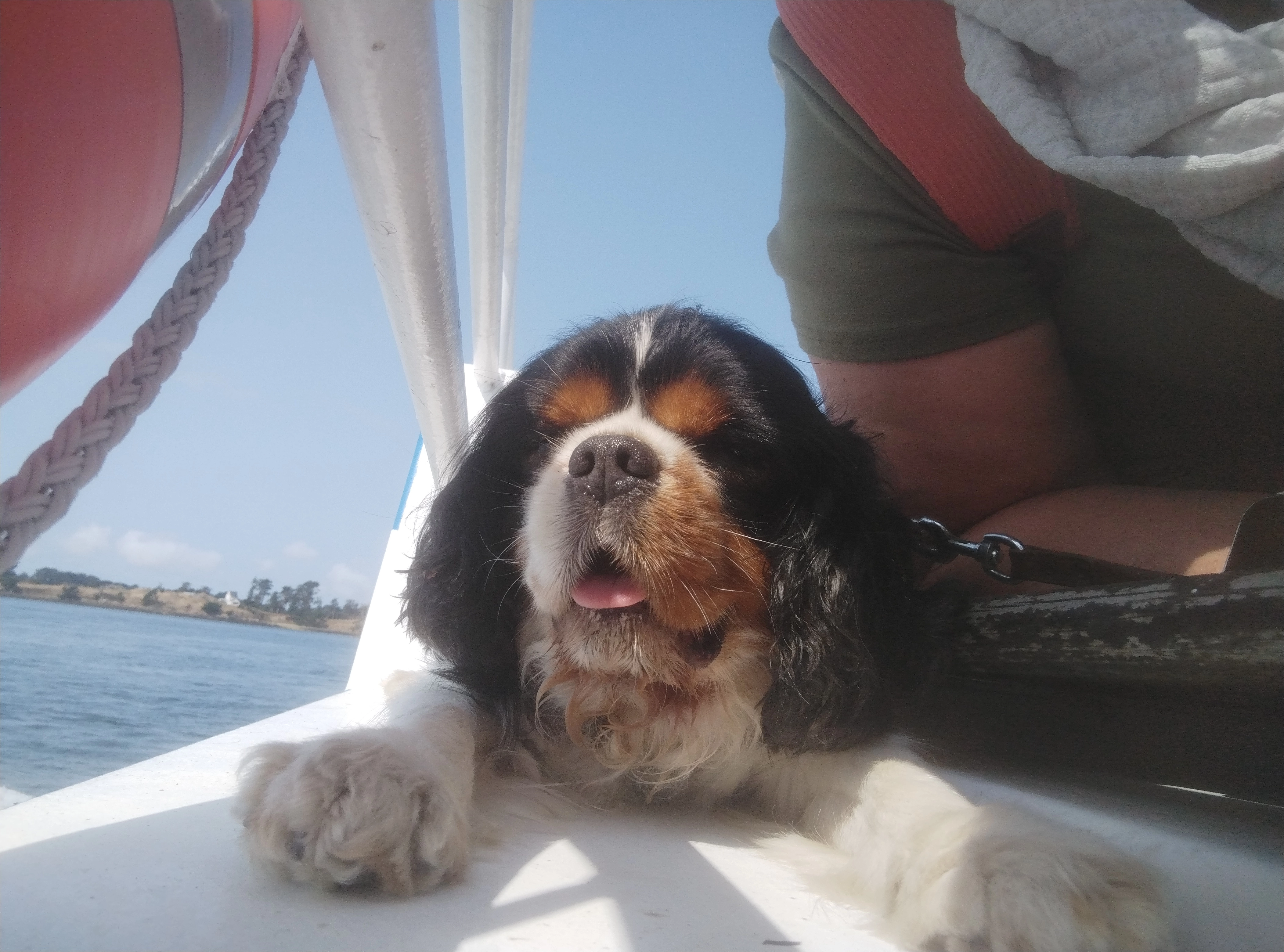 Charlie - Saint Armel, Bubry