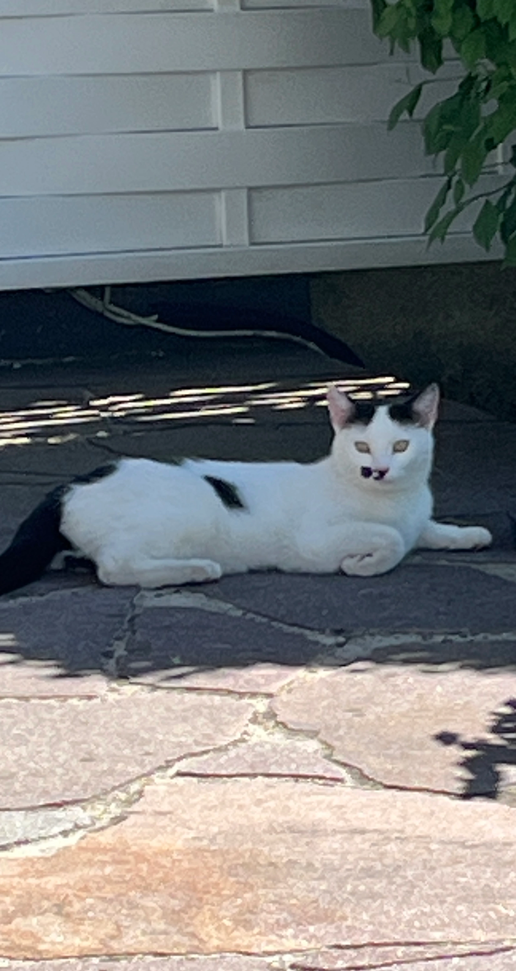 Maxi vorher oreo - Maisinger Weg, Pöcking