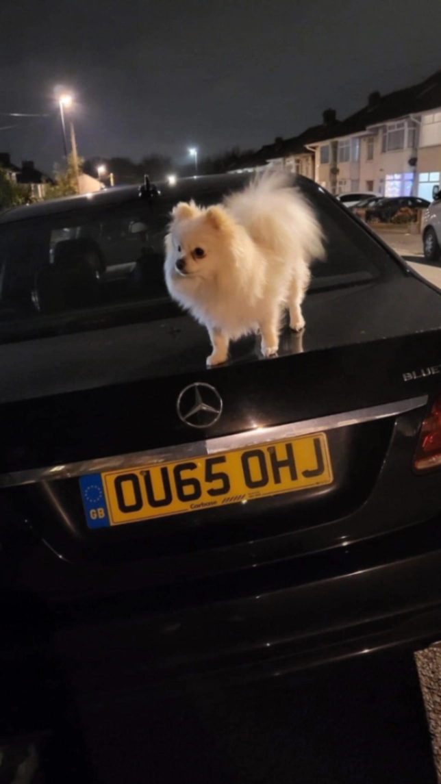 Jessie - Coombe Road, Bristol