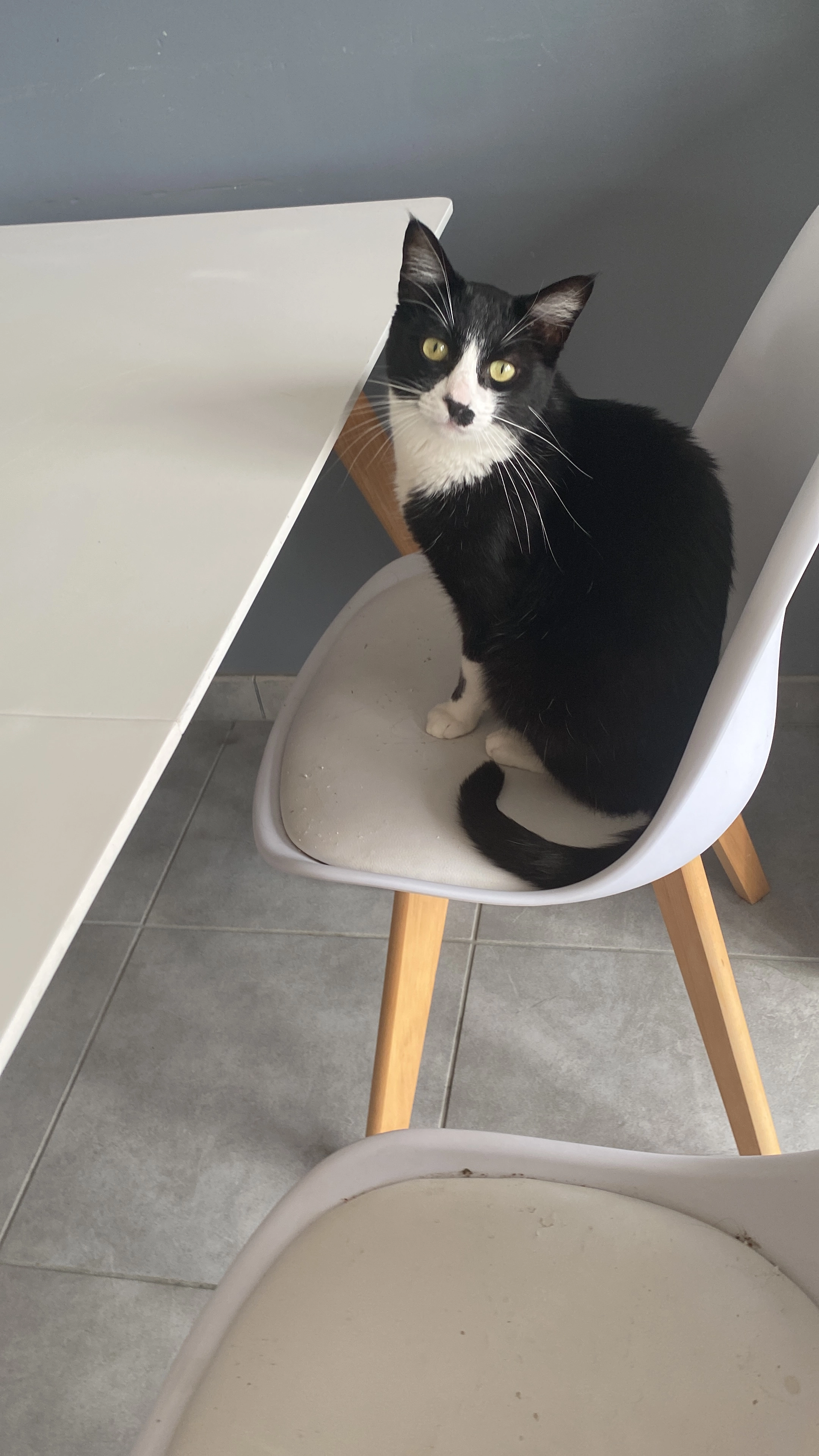 Timi  - Rue de la Forêt, Machecoul-Saint-Même