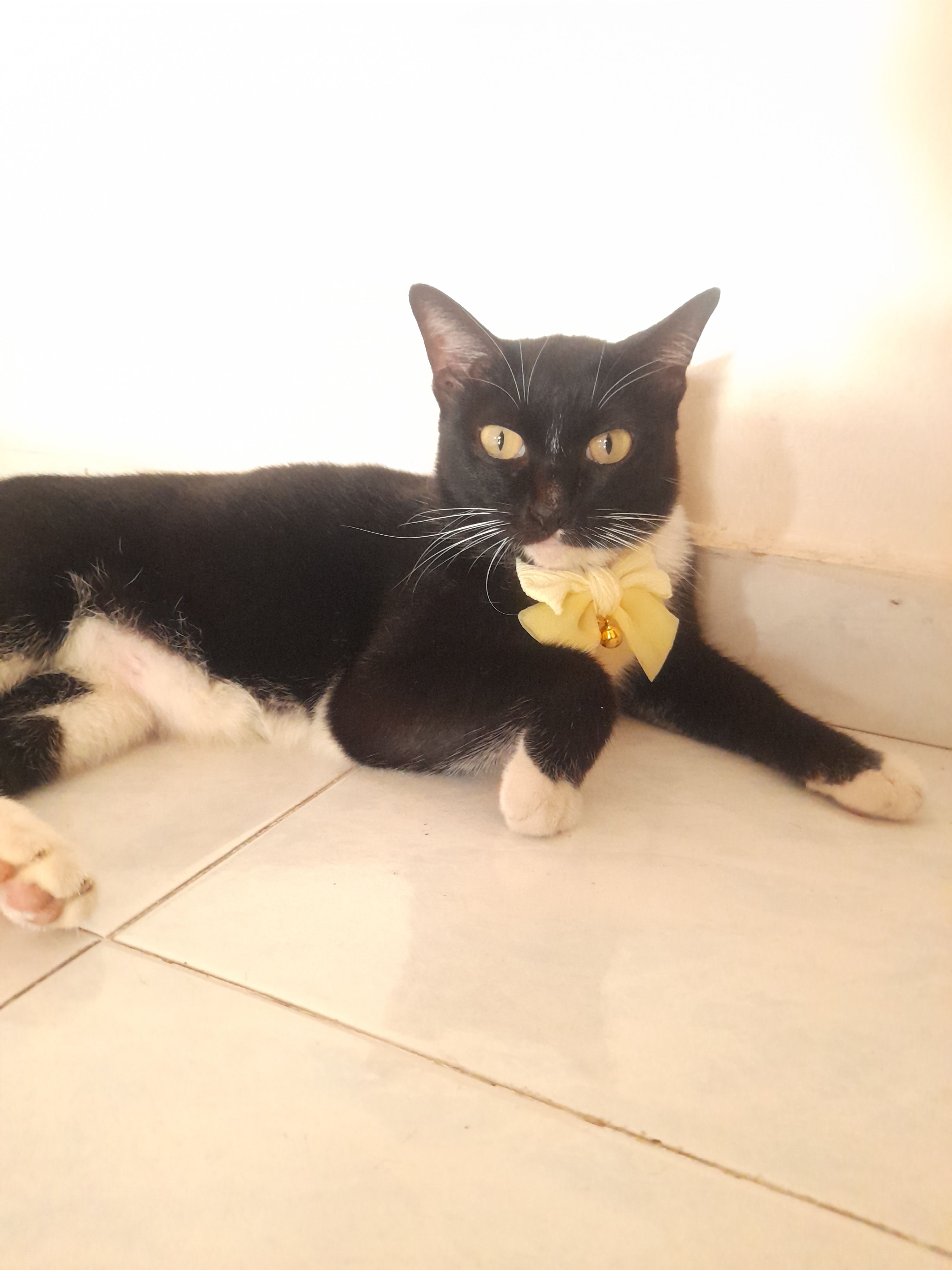 Papa - Lorong Ayu 2, Pengkalan Ayu, Simpang 