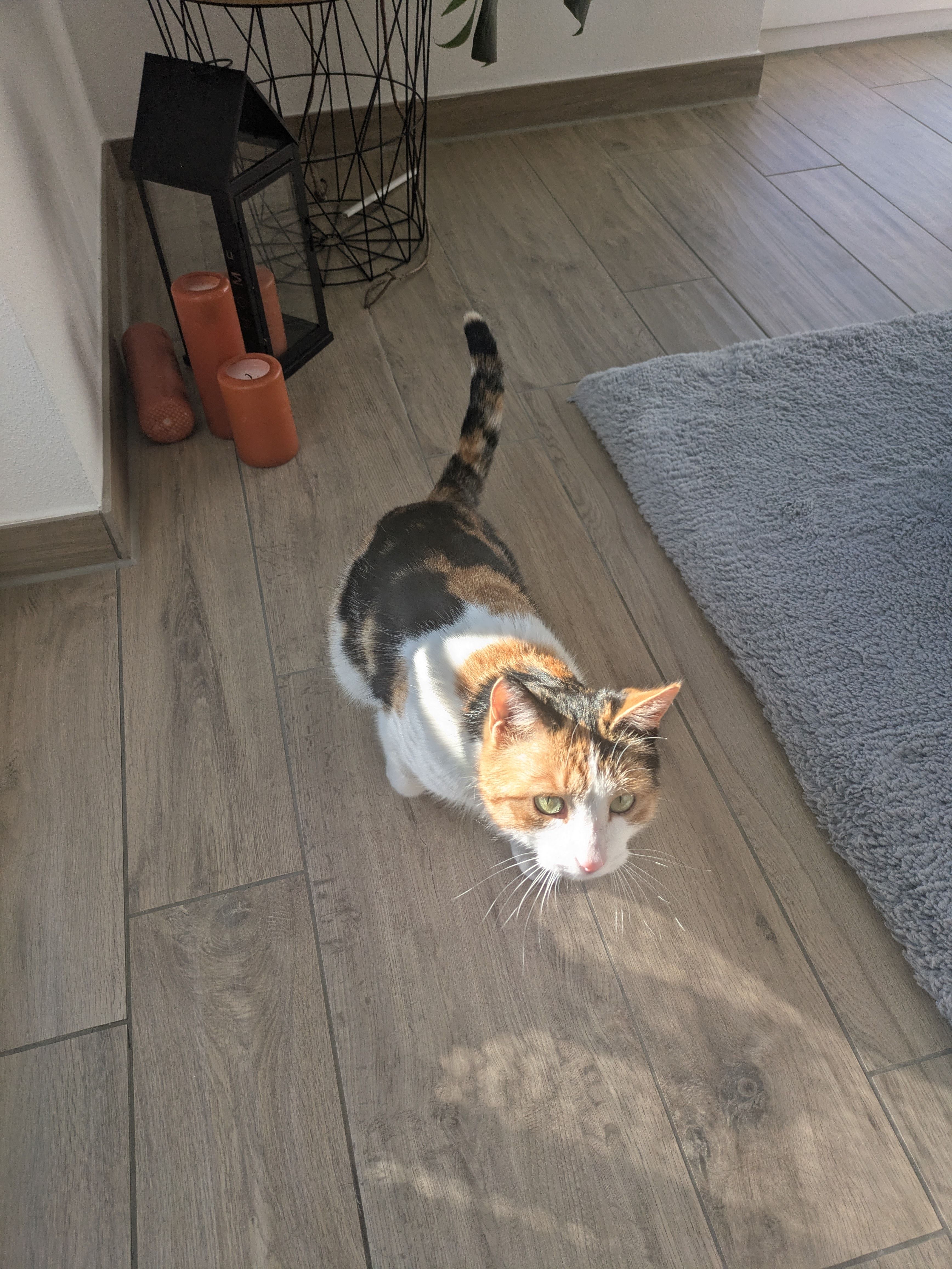 Fauchi - Kleestraße, Mickhausen