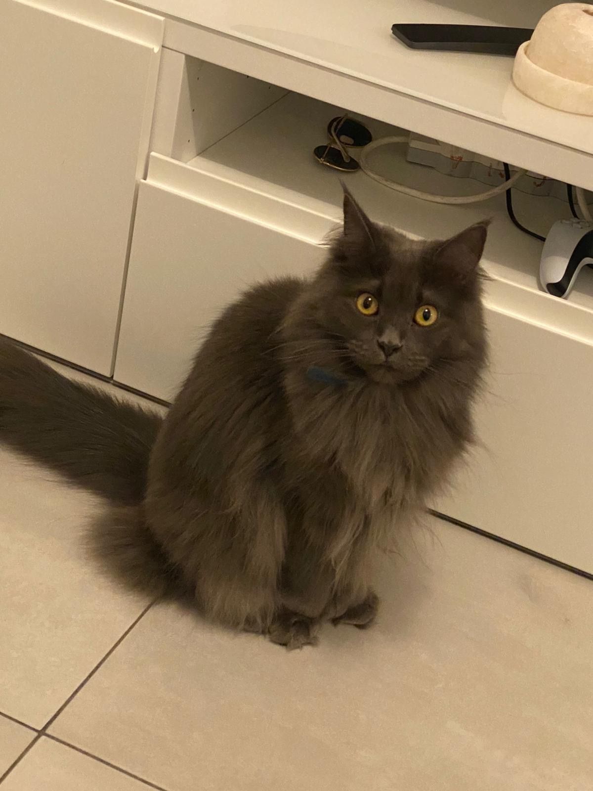 Tess - 11 Boulevard de la Mer, Argelès-sur-Mer