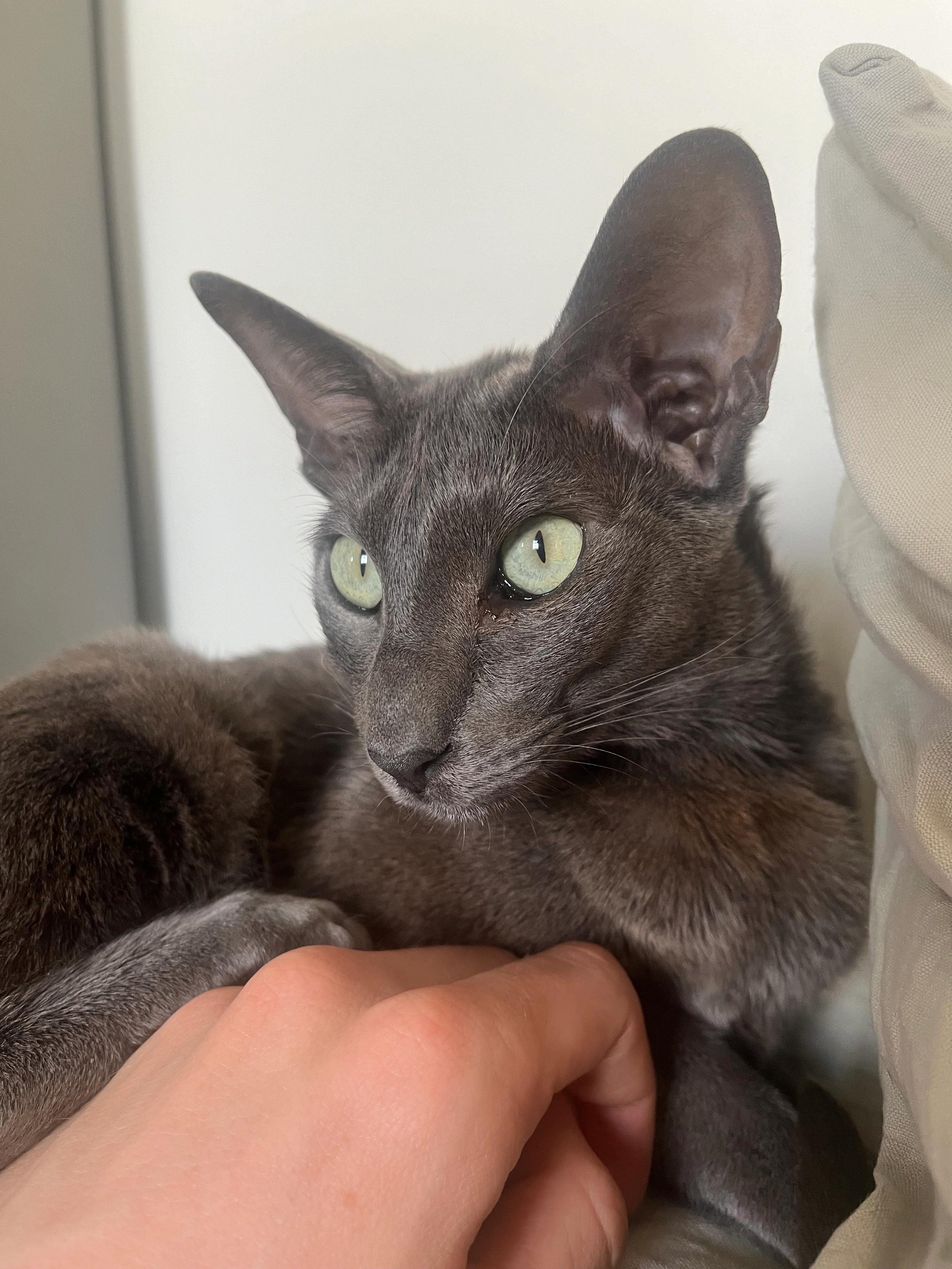 Zaza - Rue des Anciennes Salines, Le Grand-Village-Plage