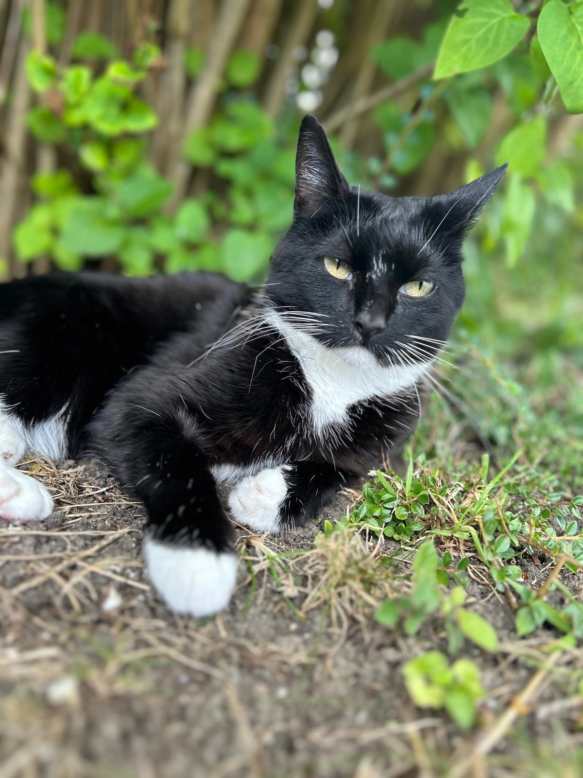 Missing Cat - Bedgrove, Aylesbury