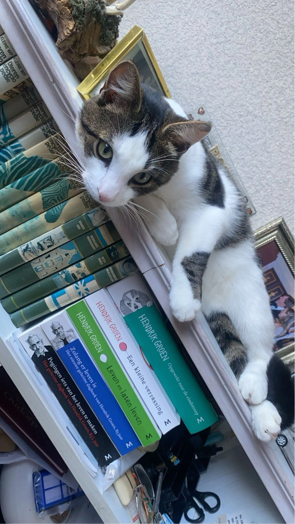 Didi - Hooizolder, Drachten