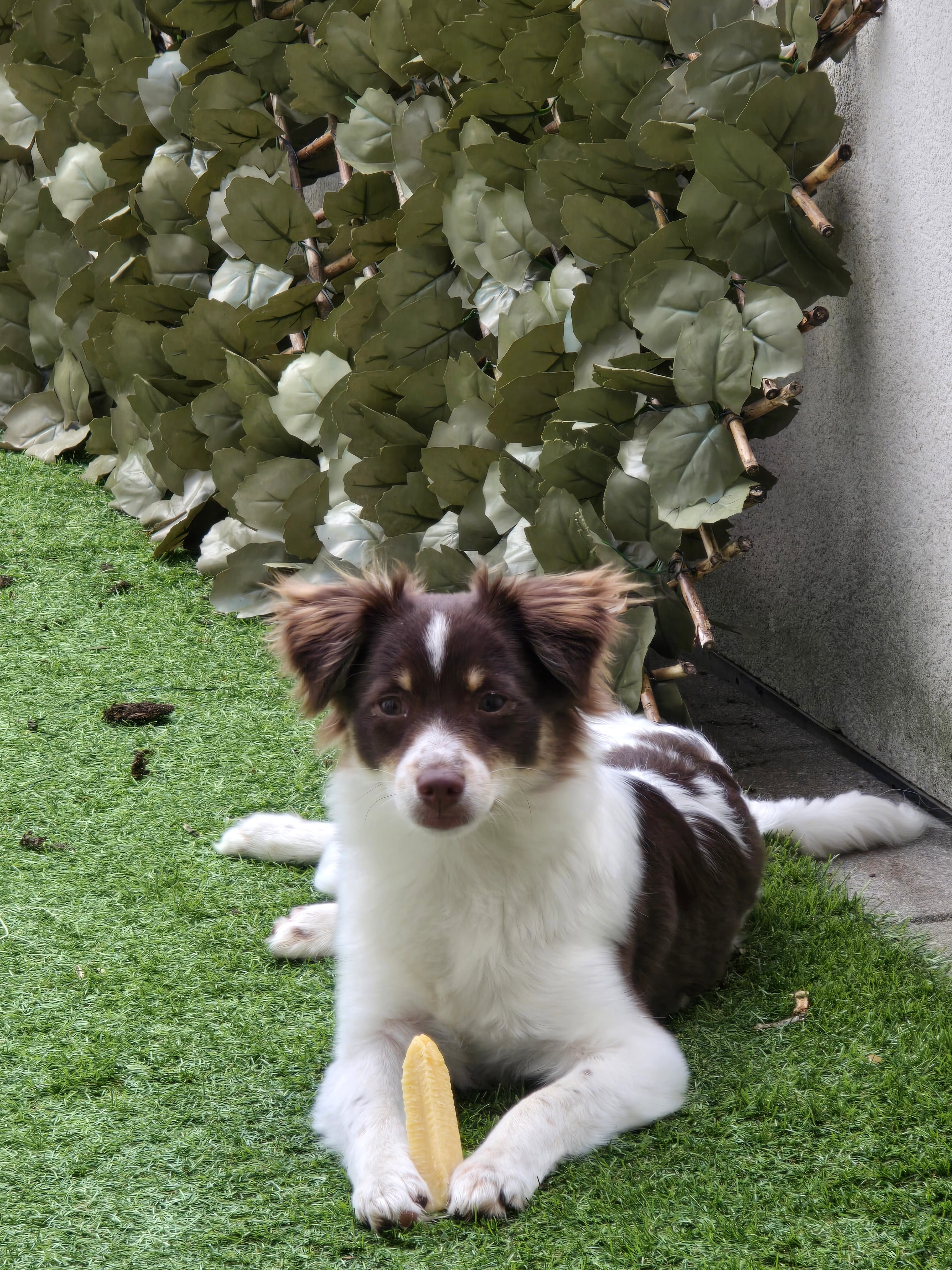 Freya - Chemin De La Vauve Aux Granges, Palaiseau