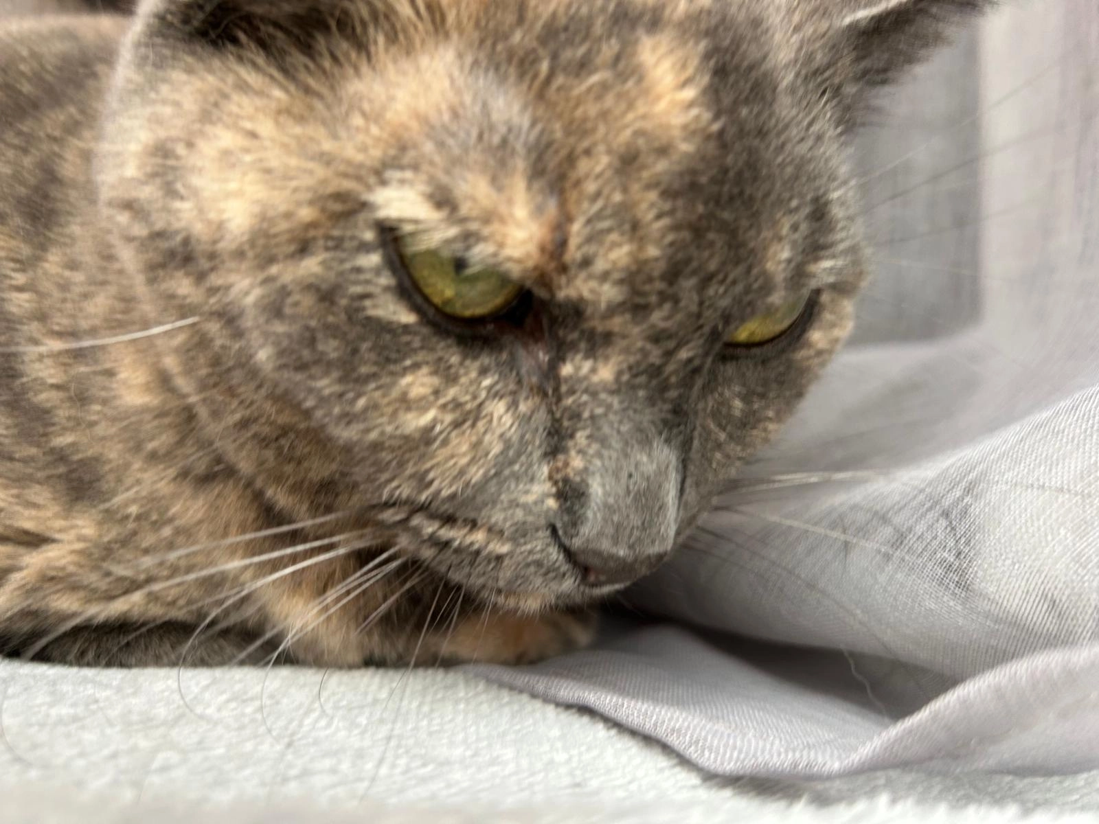 Bella  - 10 Rue des Cajuns, Juvignac