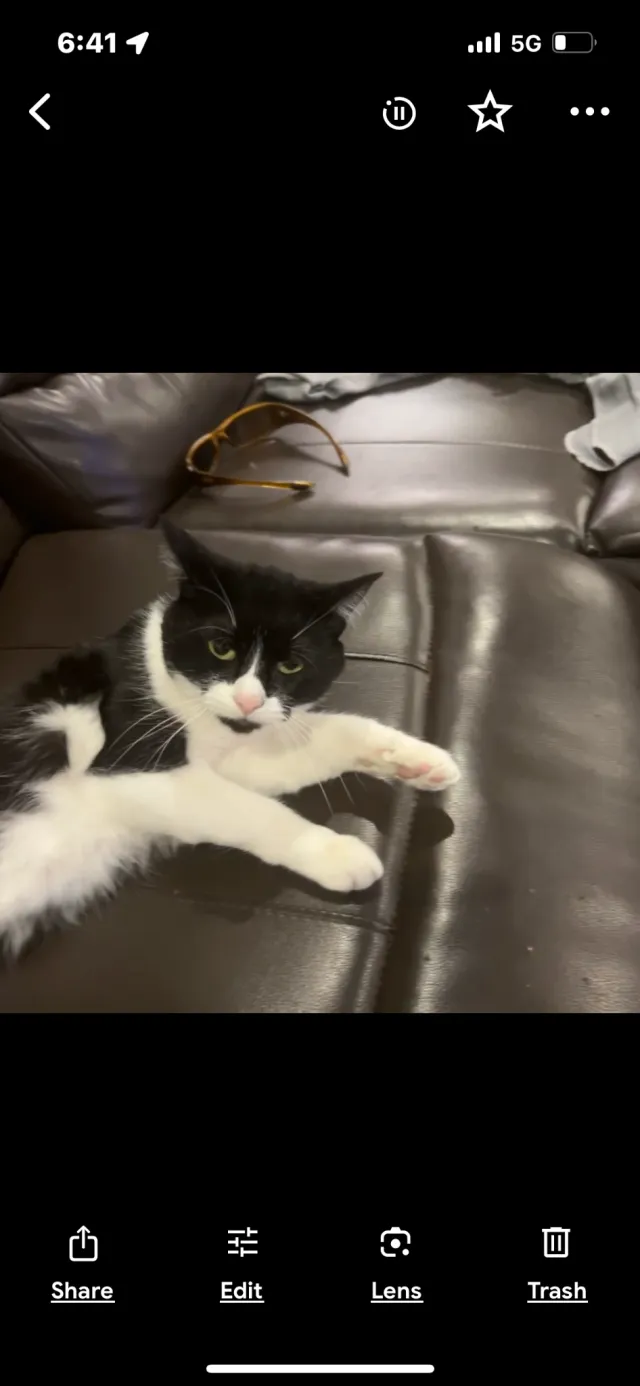 Miss kitty - W Centino Dr, South Jordan