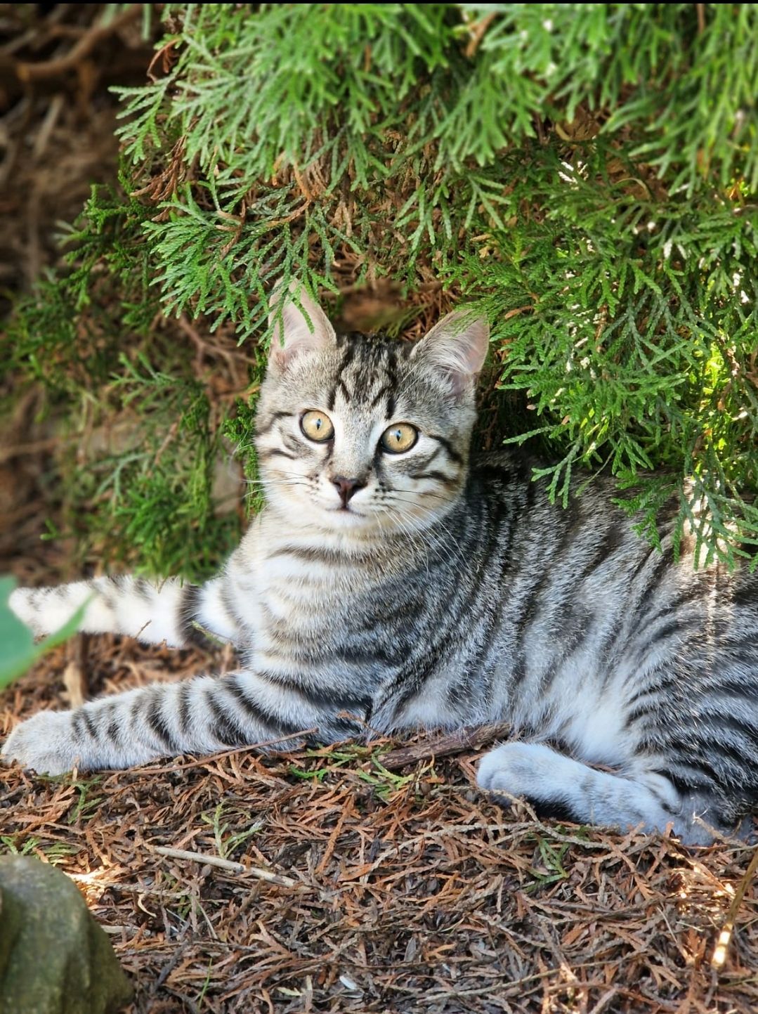 Simba - Mühlbachweg, Kematen in Tirol