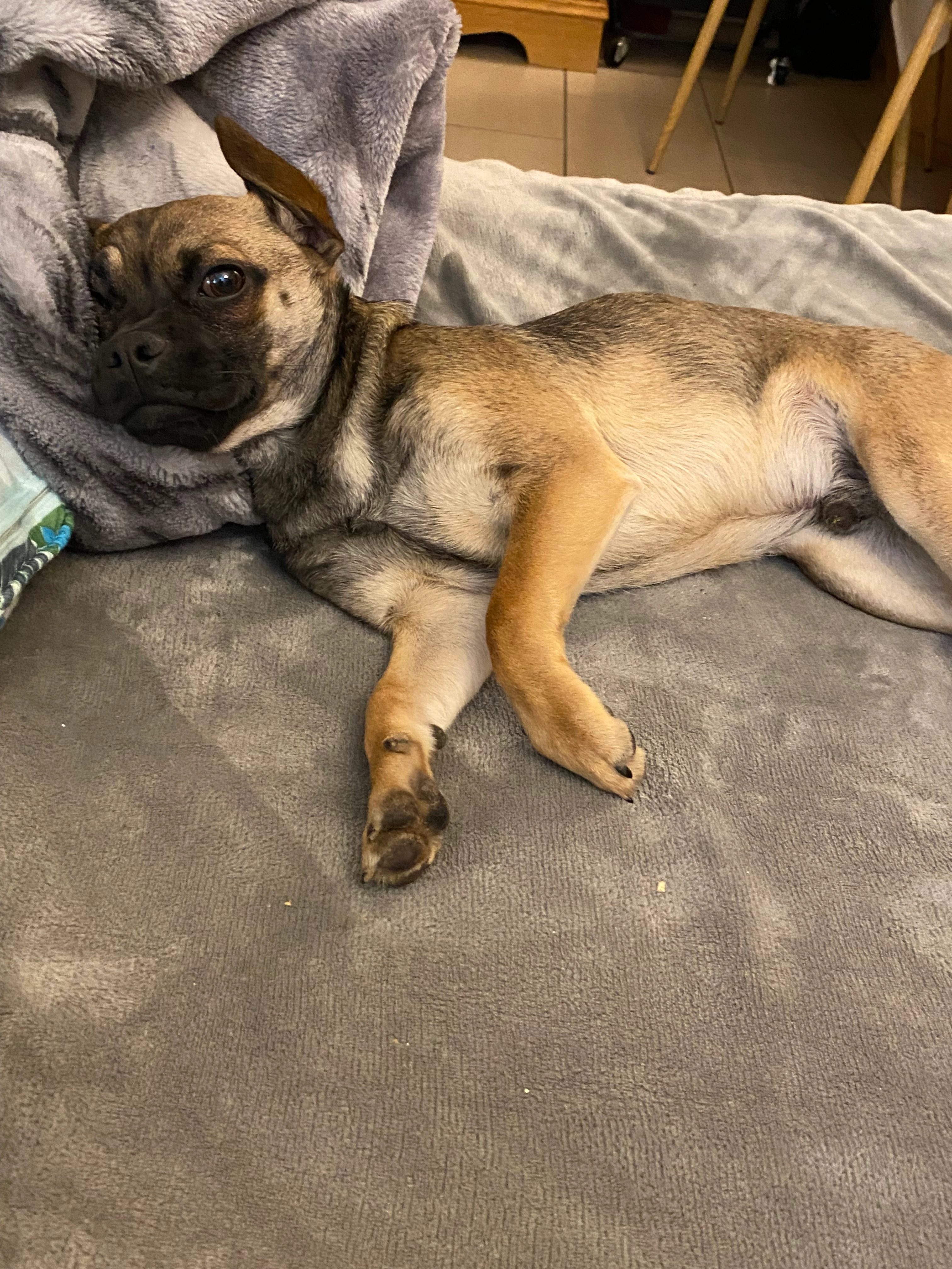 Teddy - Hagenau, Ainring