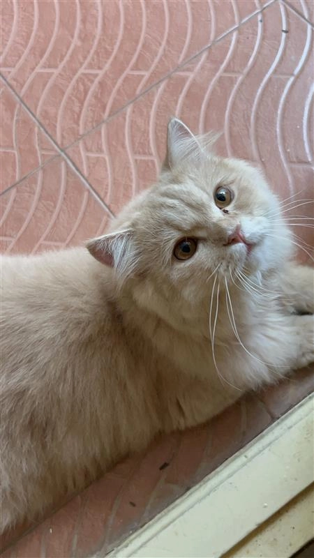 Leo - 7th Main Road, Bengaluru