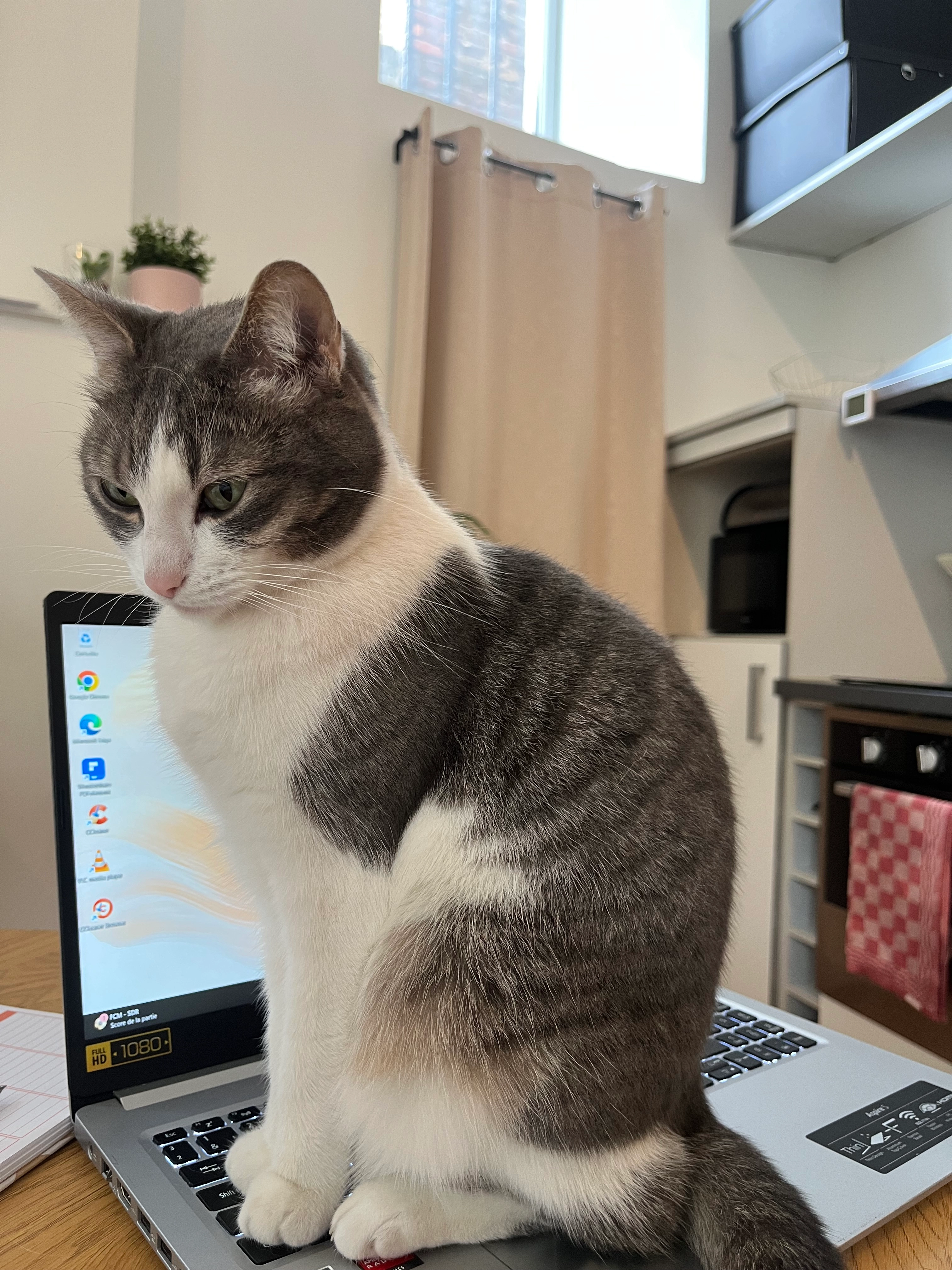 Izzy - Rue Du Marché, Huy