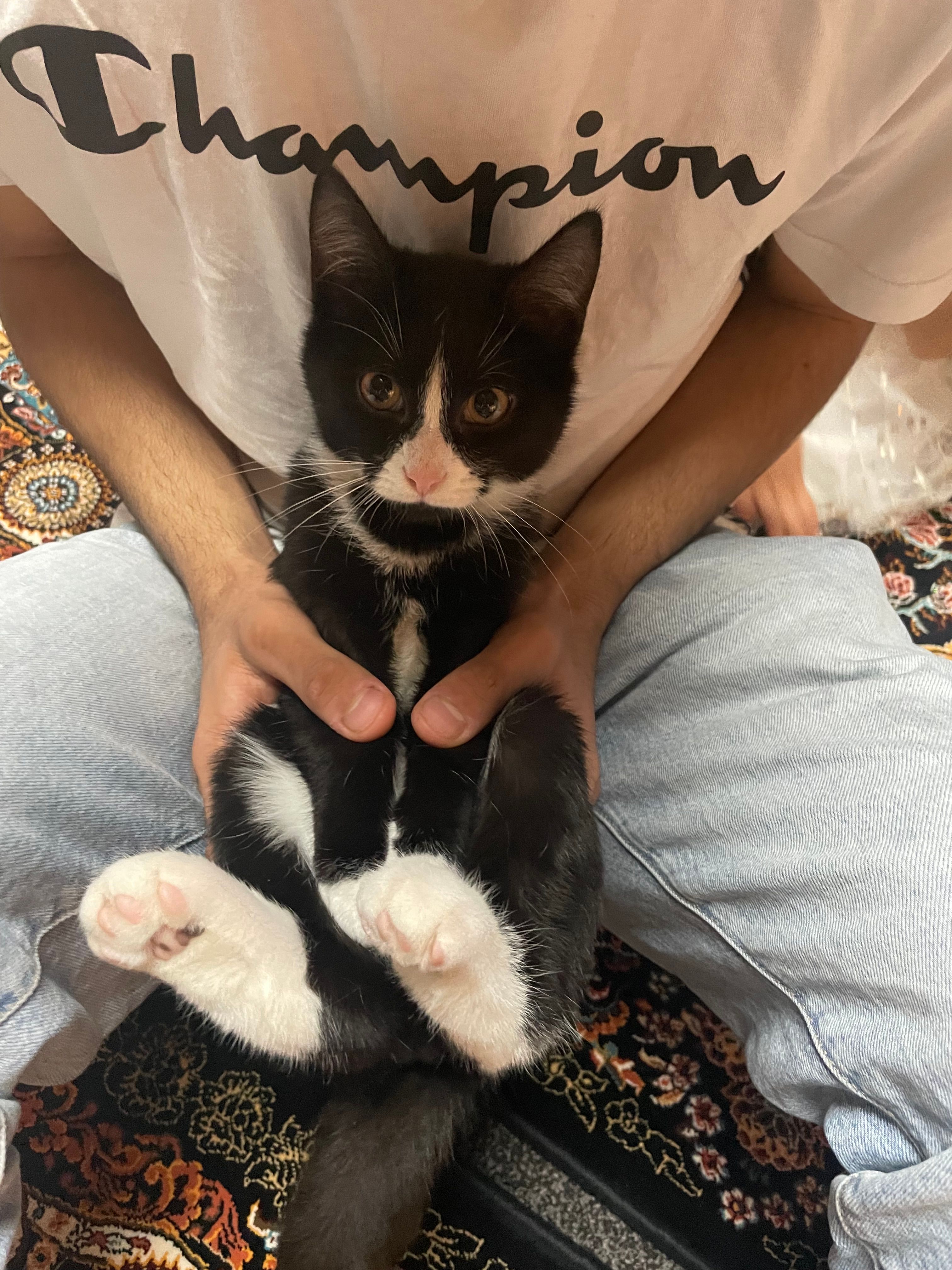 Coco - 55585, Niederhausen