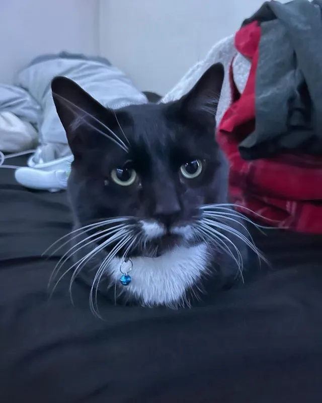 Stewie  - Amuso Dr, Mount Kisco