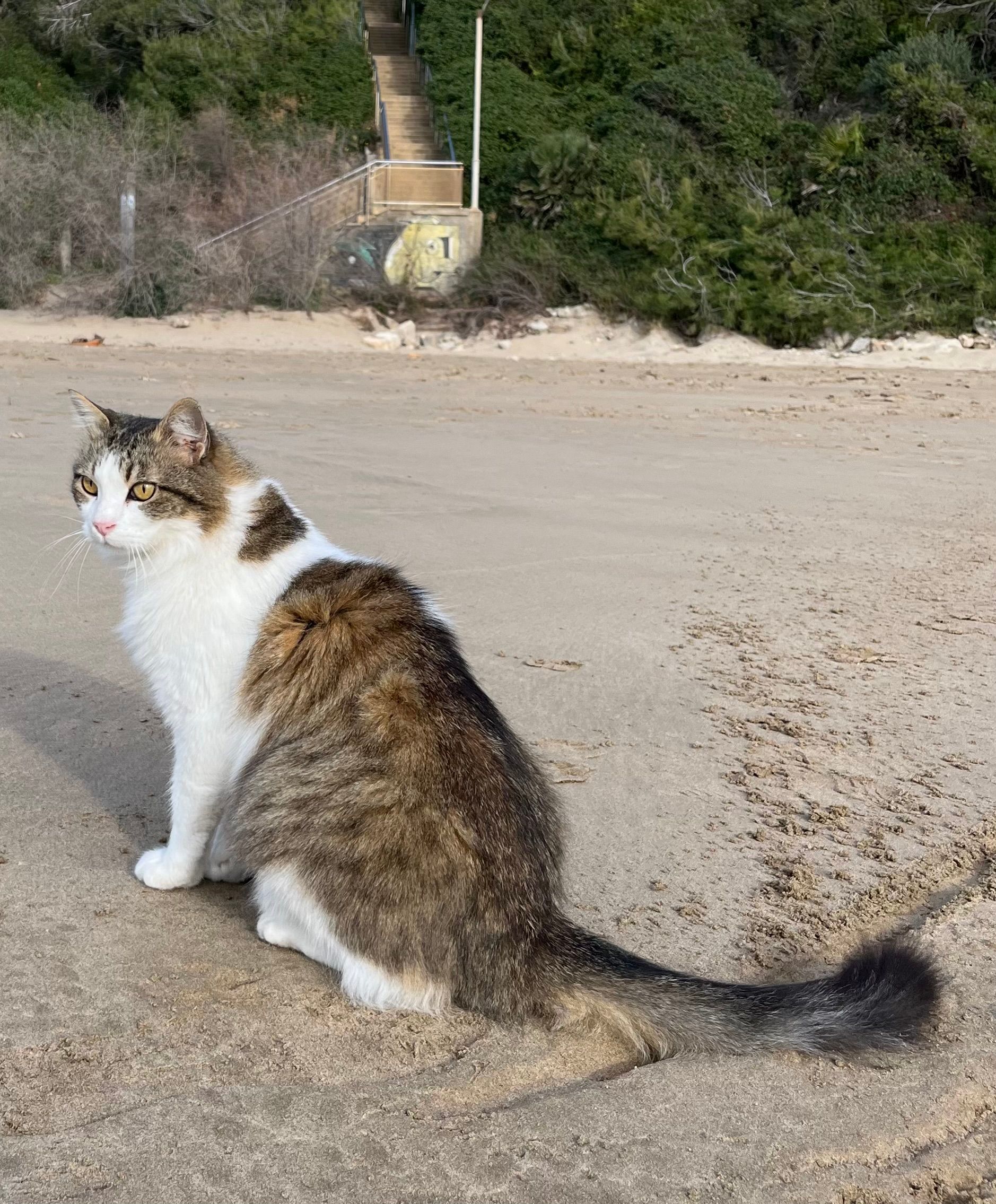 Gatito - Carrer de la Mola d'Aires 35, Salou